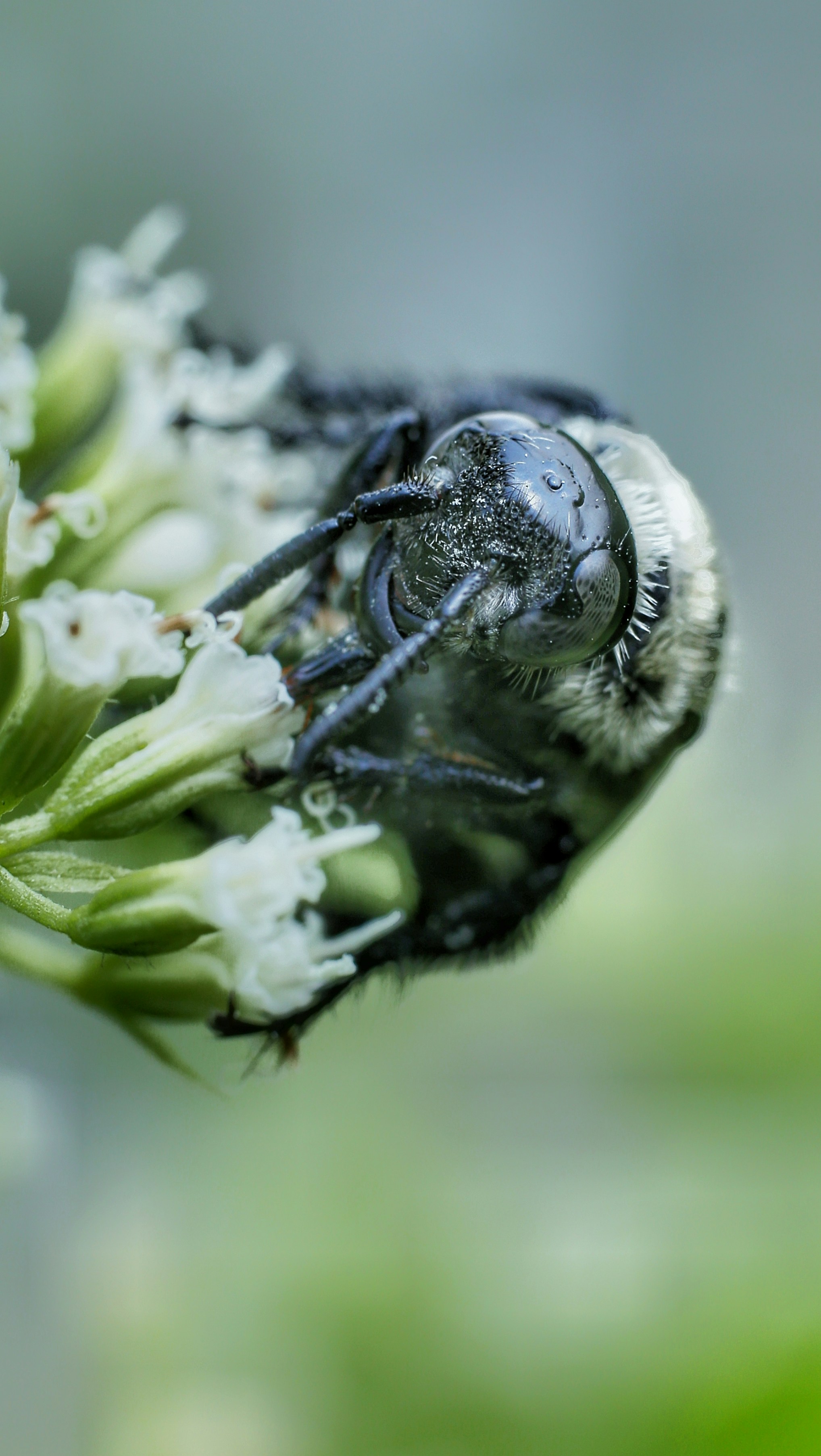 Un gros plan d’une abeille sur une fleur