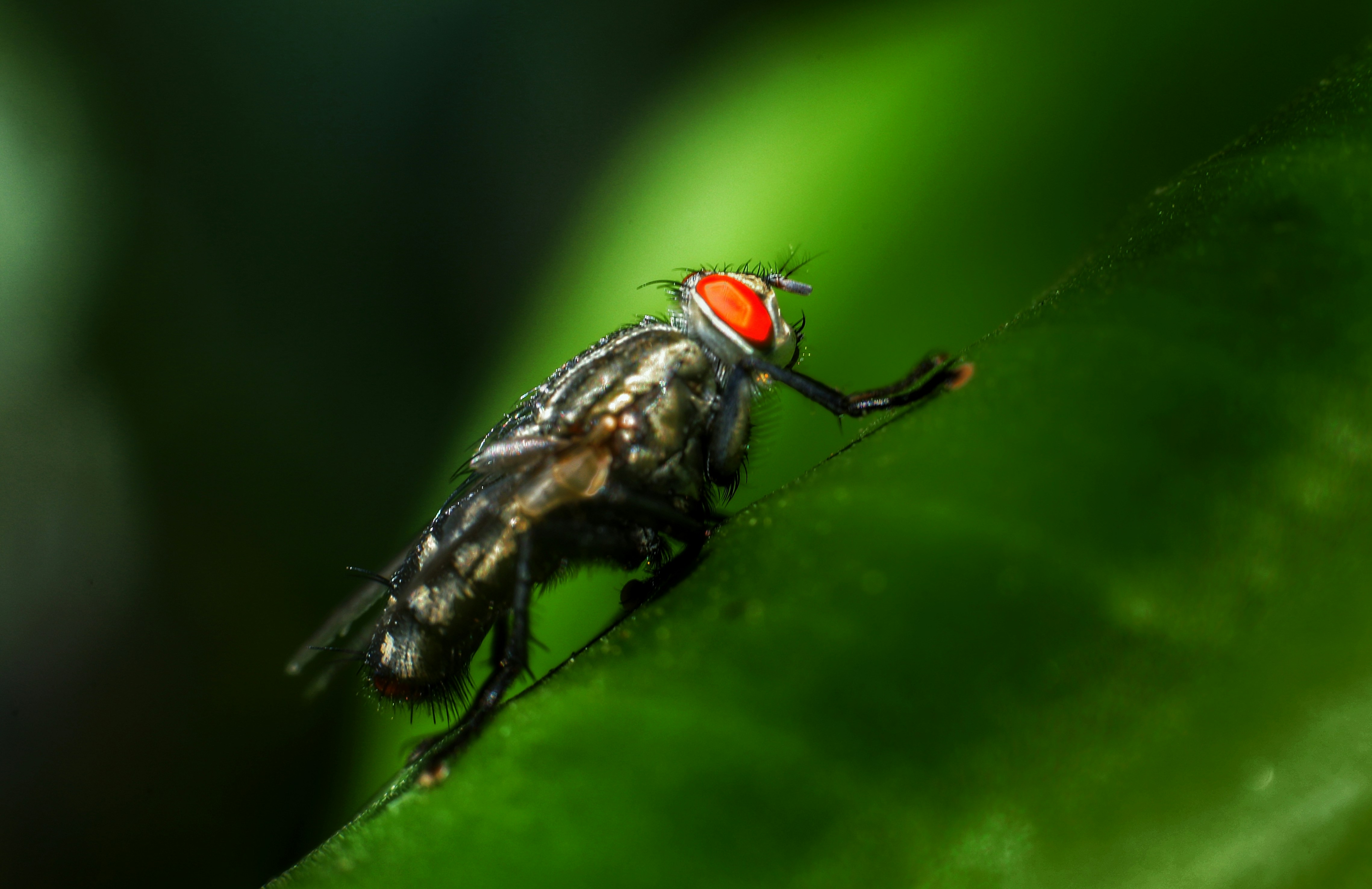 Best DIY Fruit Fly Trap Methods That Actually Work