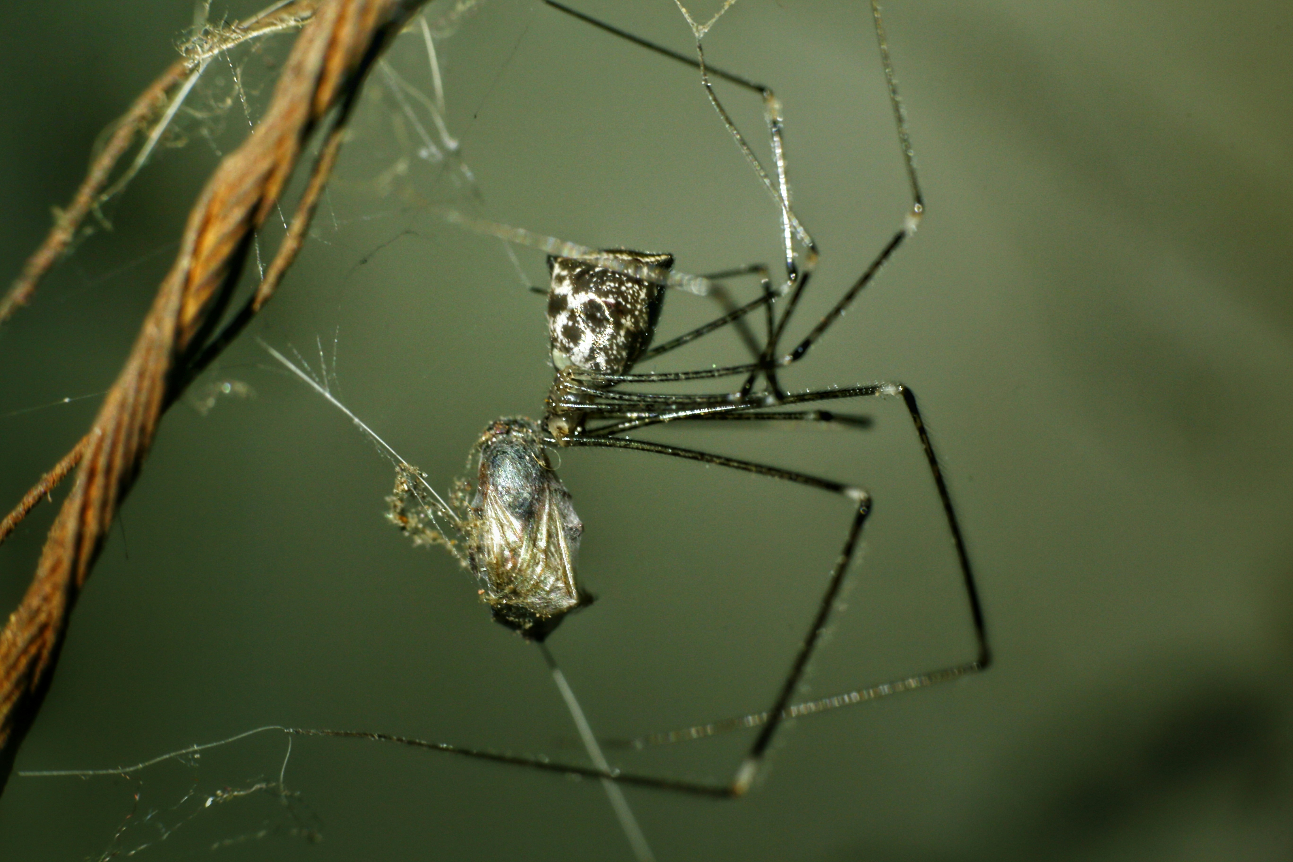 The Ecosystem Balance Keepers (image credits: unsplash)