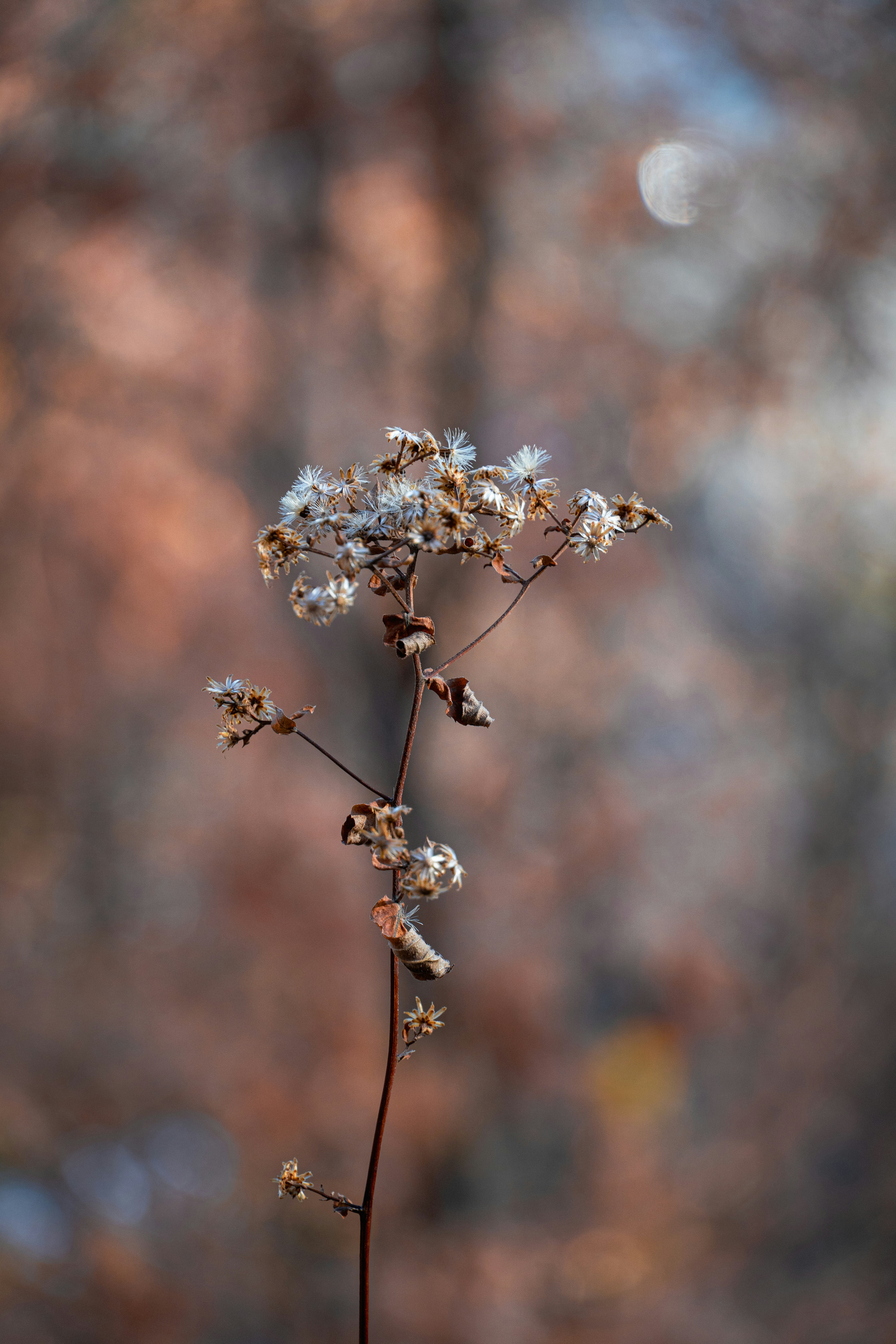 Photo by seandogjani