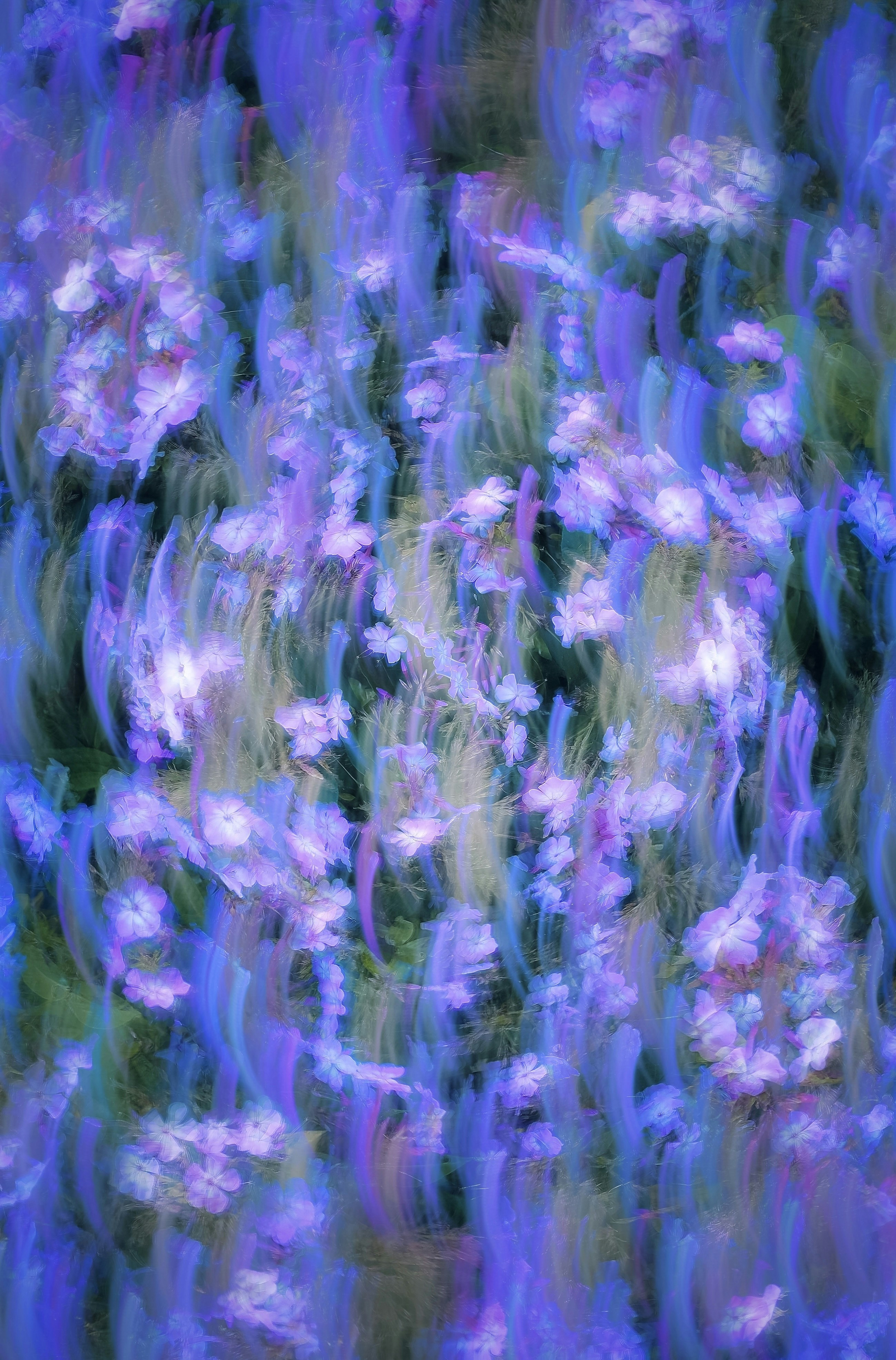 A blurry image of a bunch of flowers