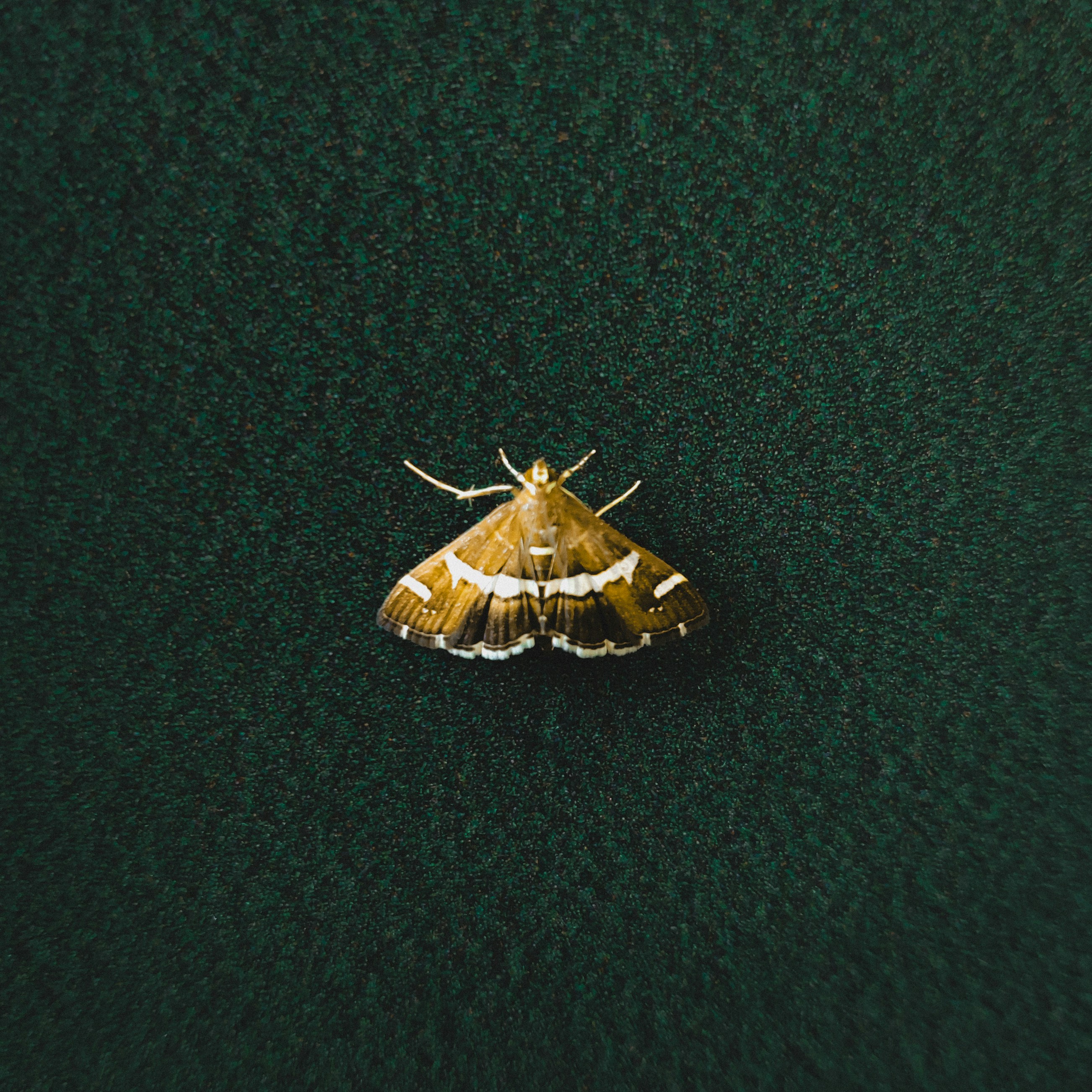 蛾が緑の表面に座っています