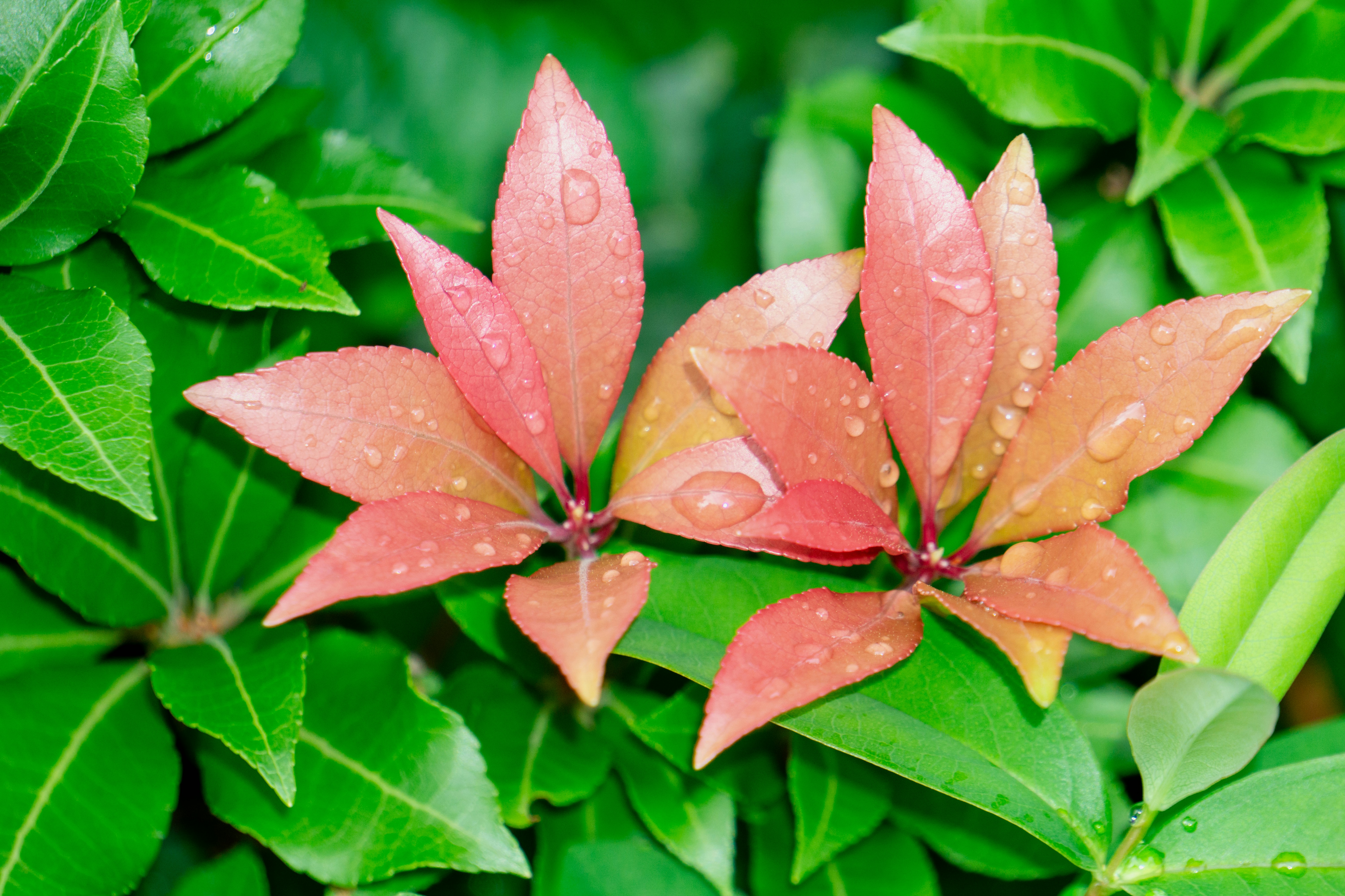 A group of red flowers with water droplets on them