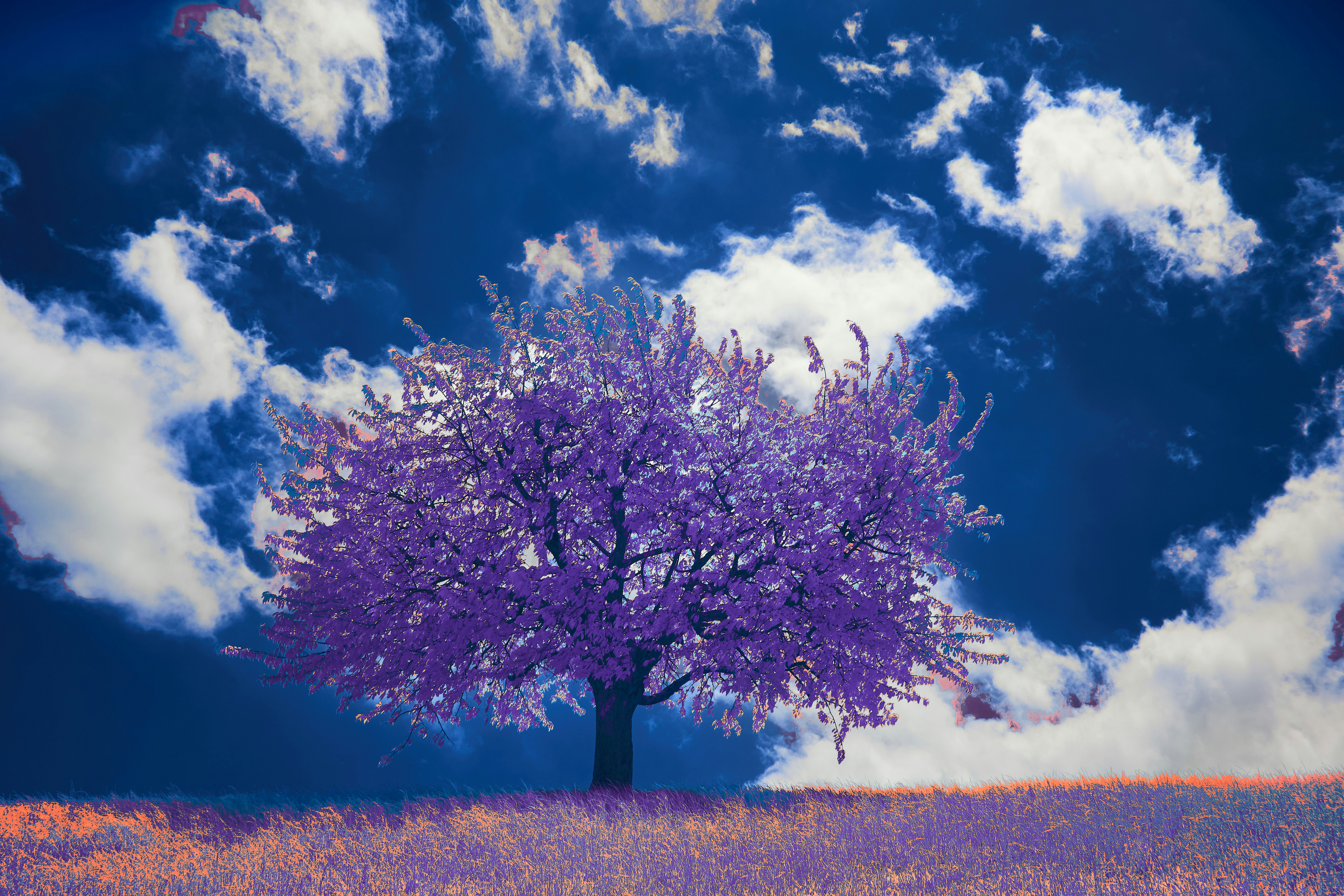 Photo by wolfgang_hasselmann