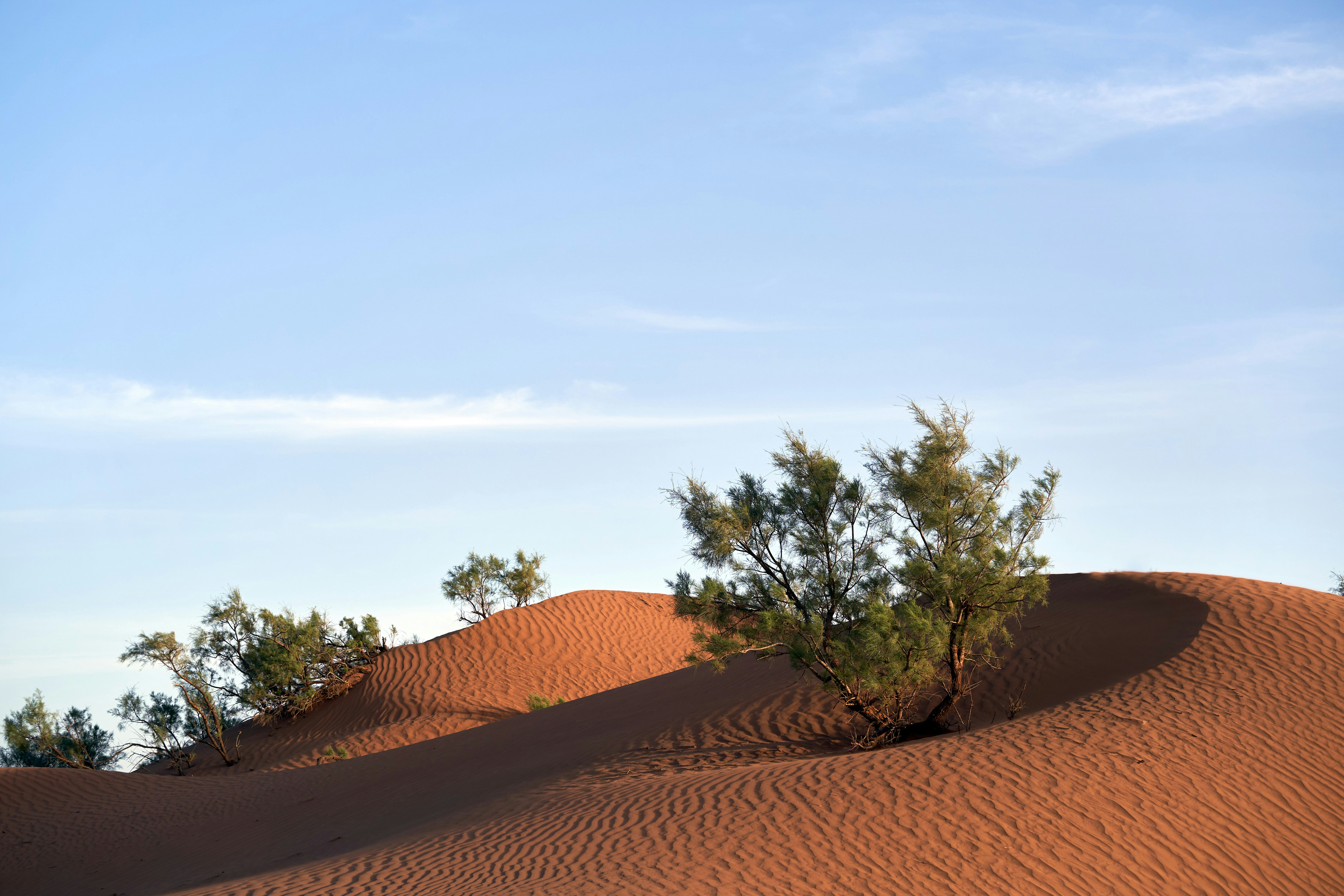 Photo by wolfgang_hasselmann