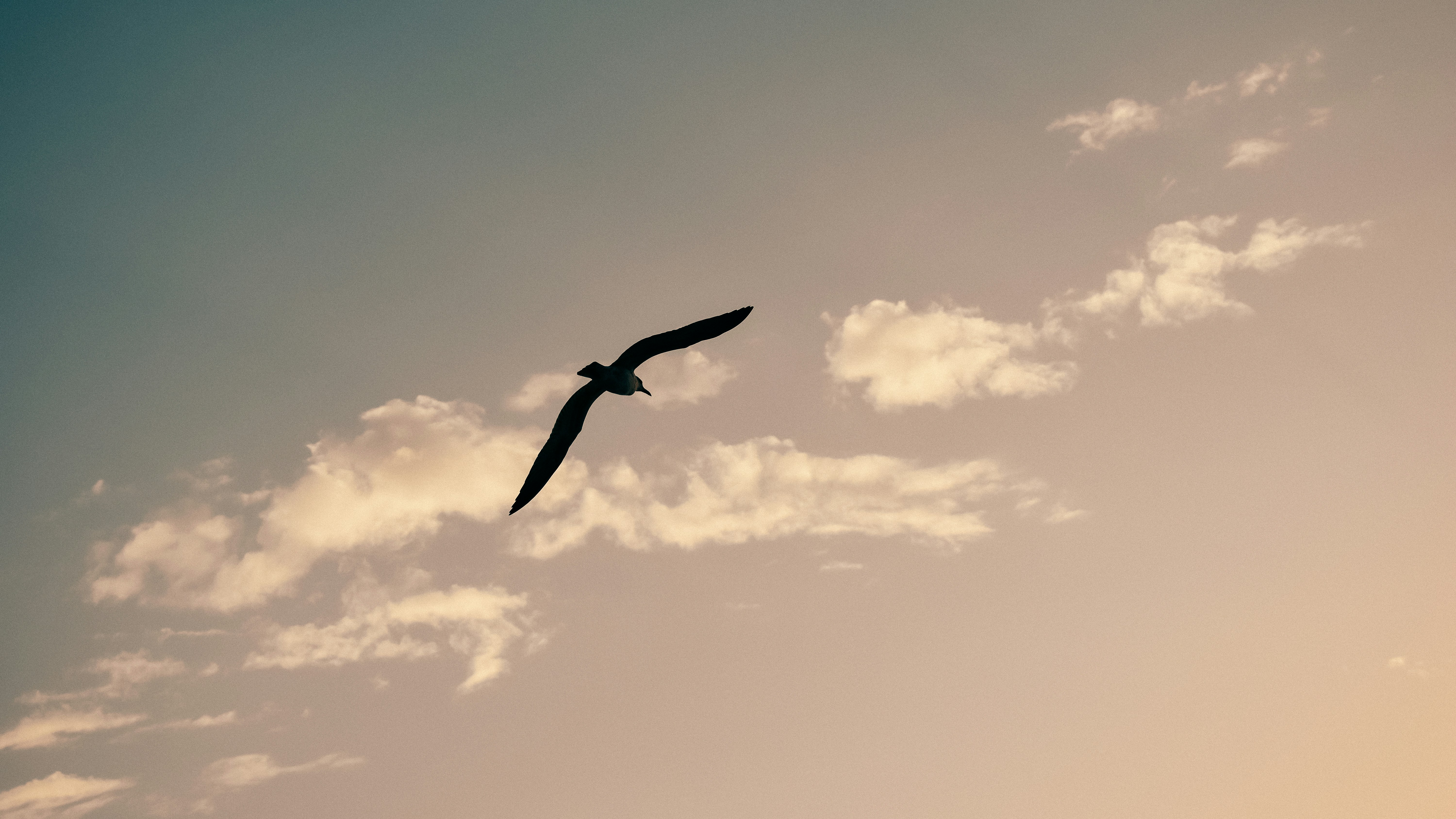 A bird flying high up in the sky