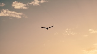 A bird flying in the sky at sunset