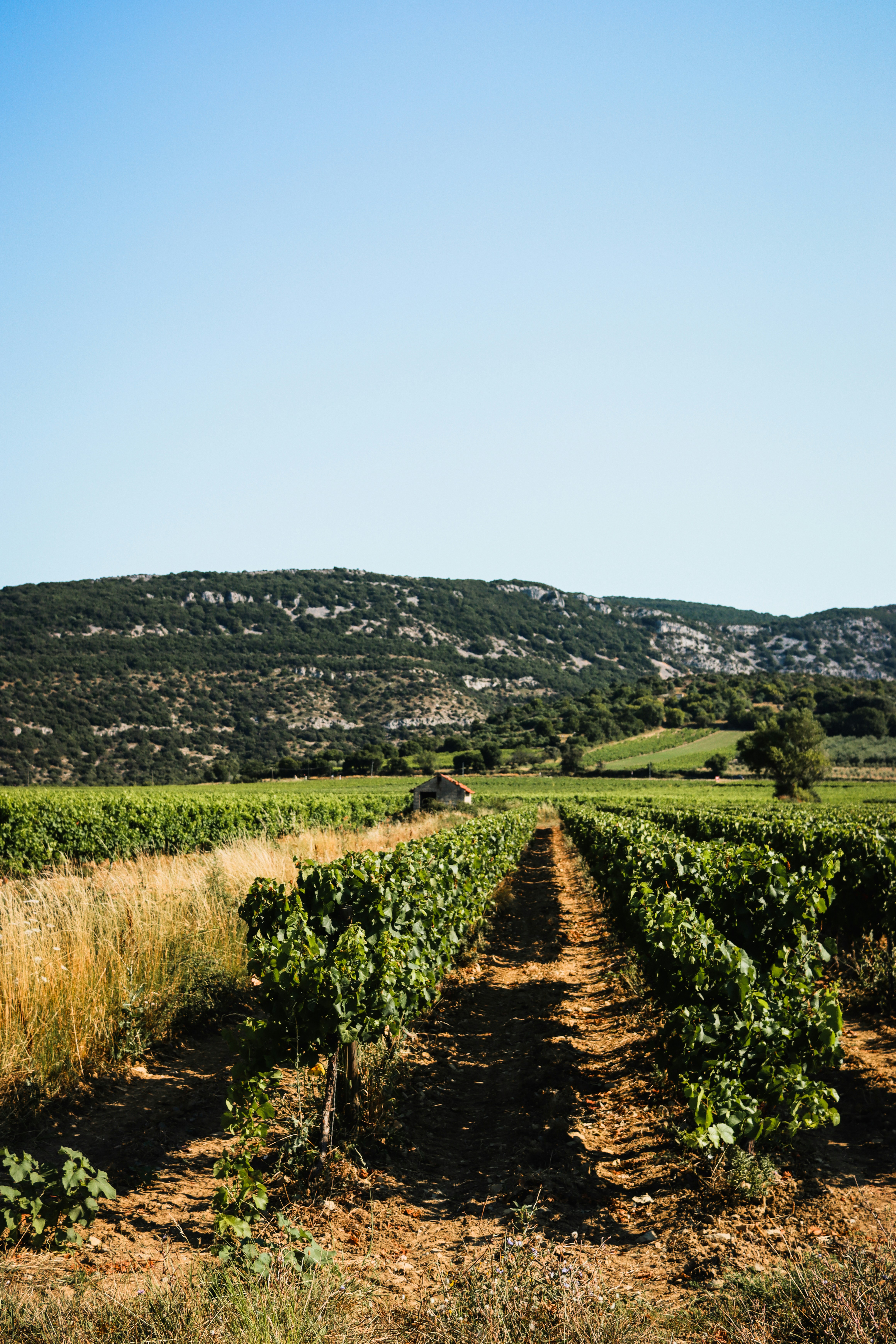 יקב ובר יין לאירועים וסיורים בדרך נתיב האבות | יקב הארבעה