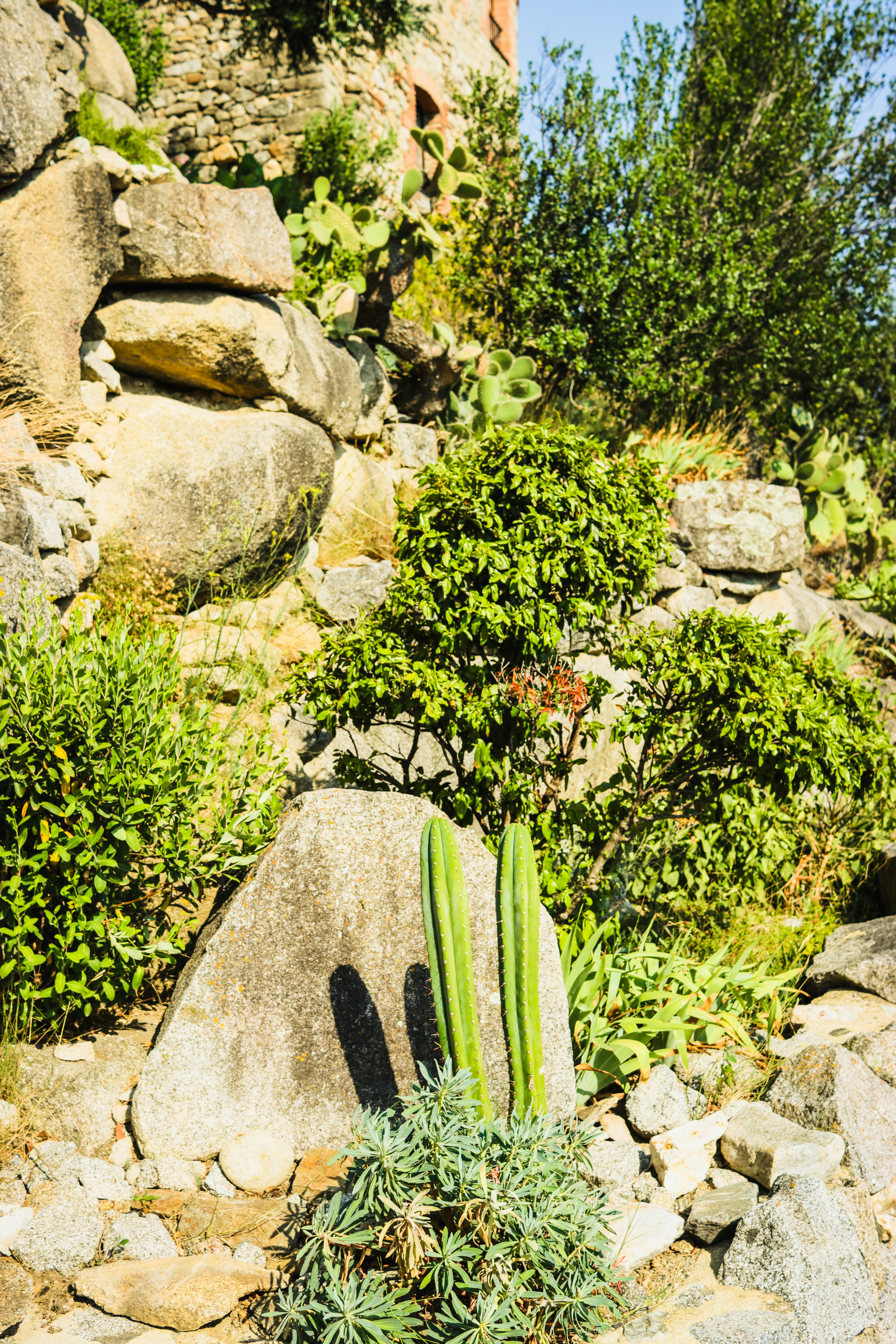 A cactus is growing out of the rocks