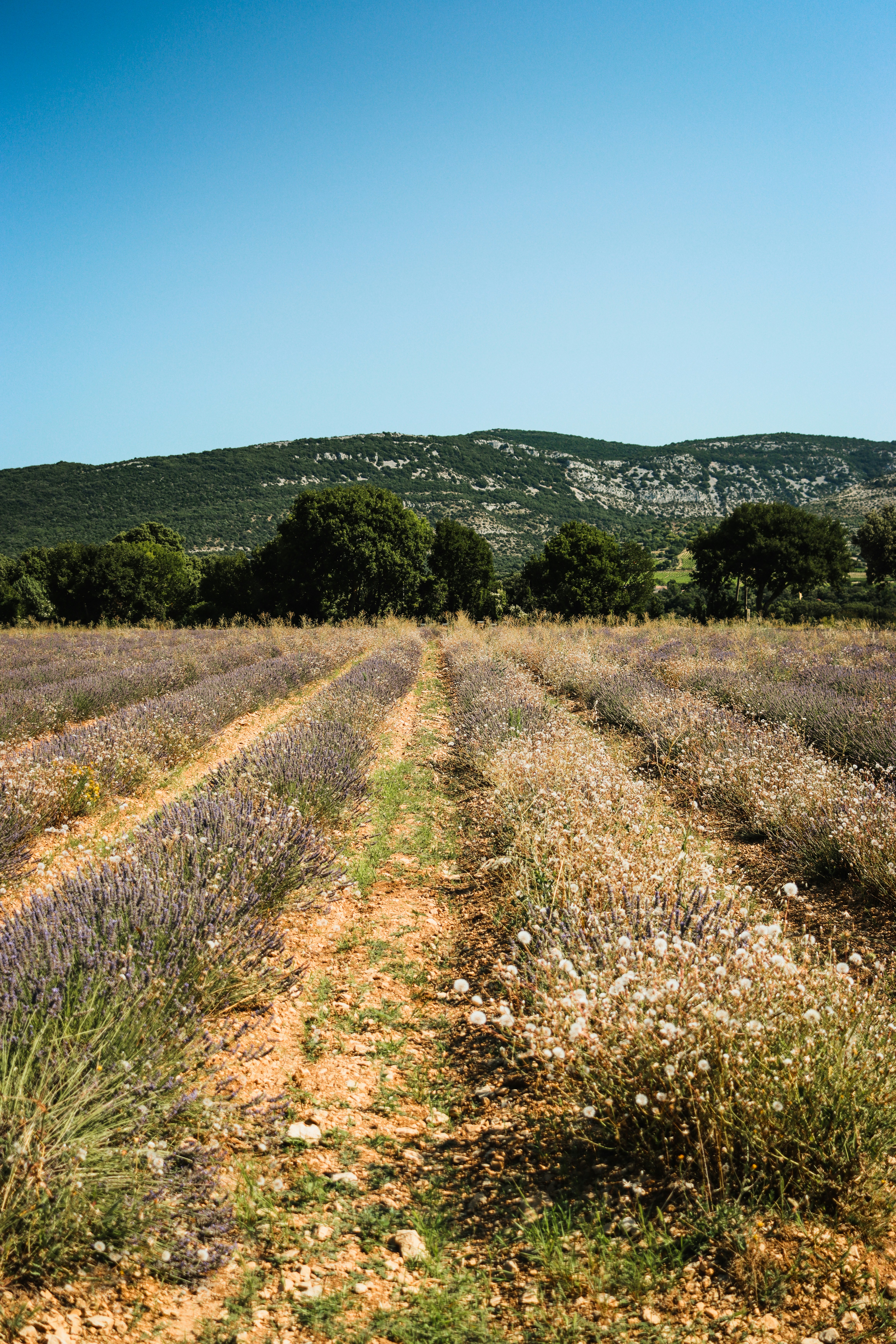 Photo by ledainelliott