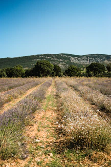A field with a dirt road in the middle of it