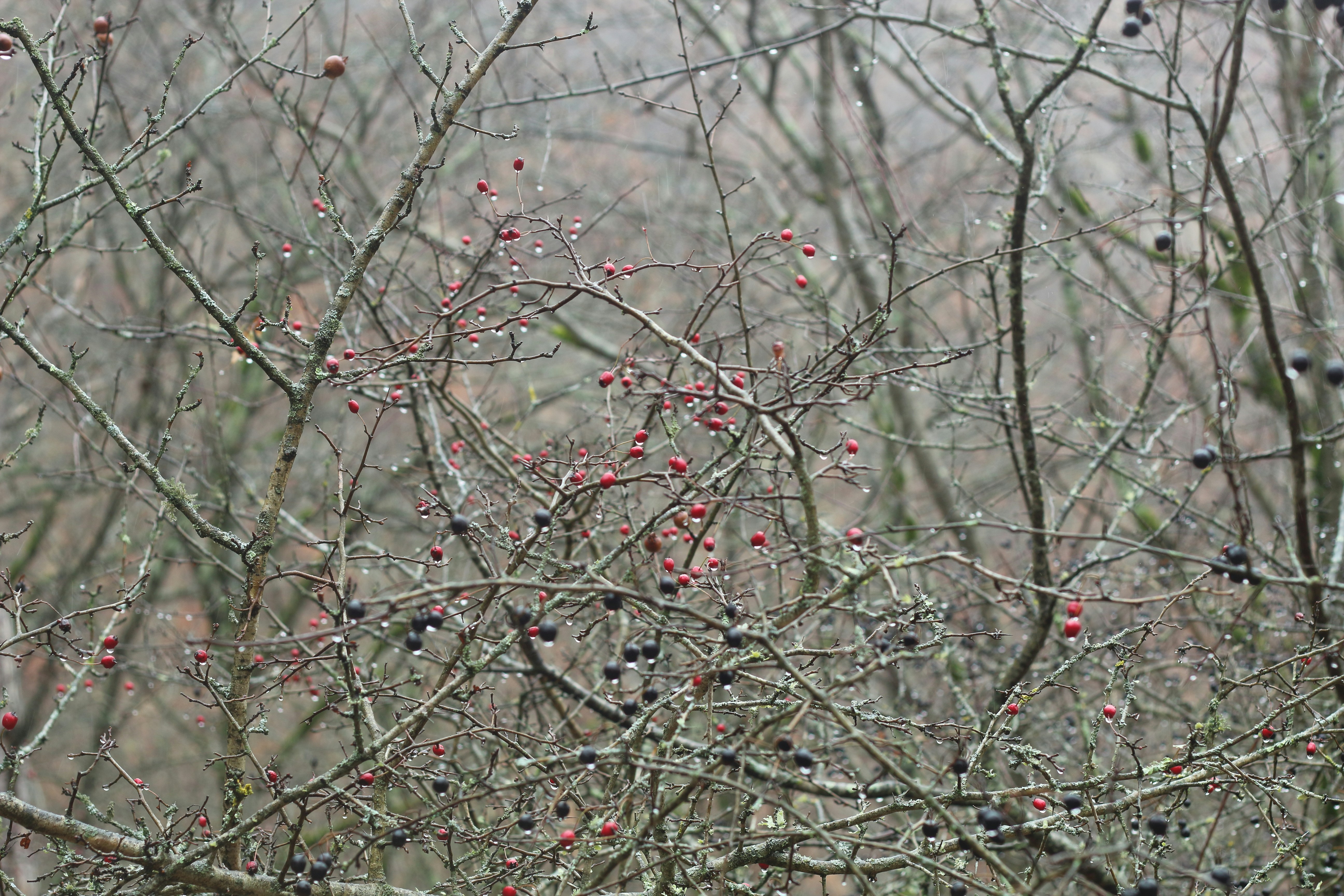 A bird is perched on a tree branch