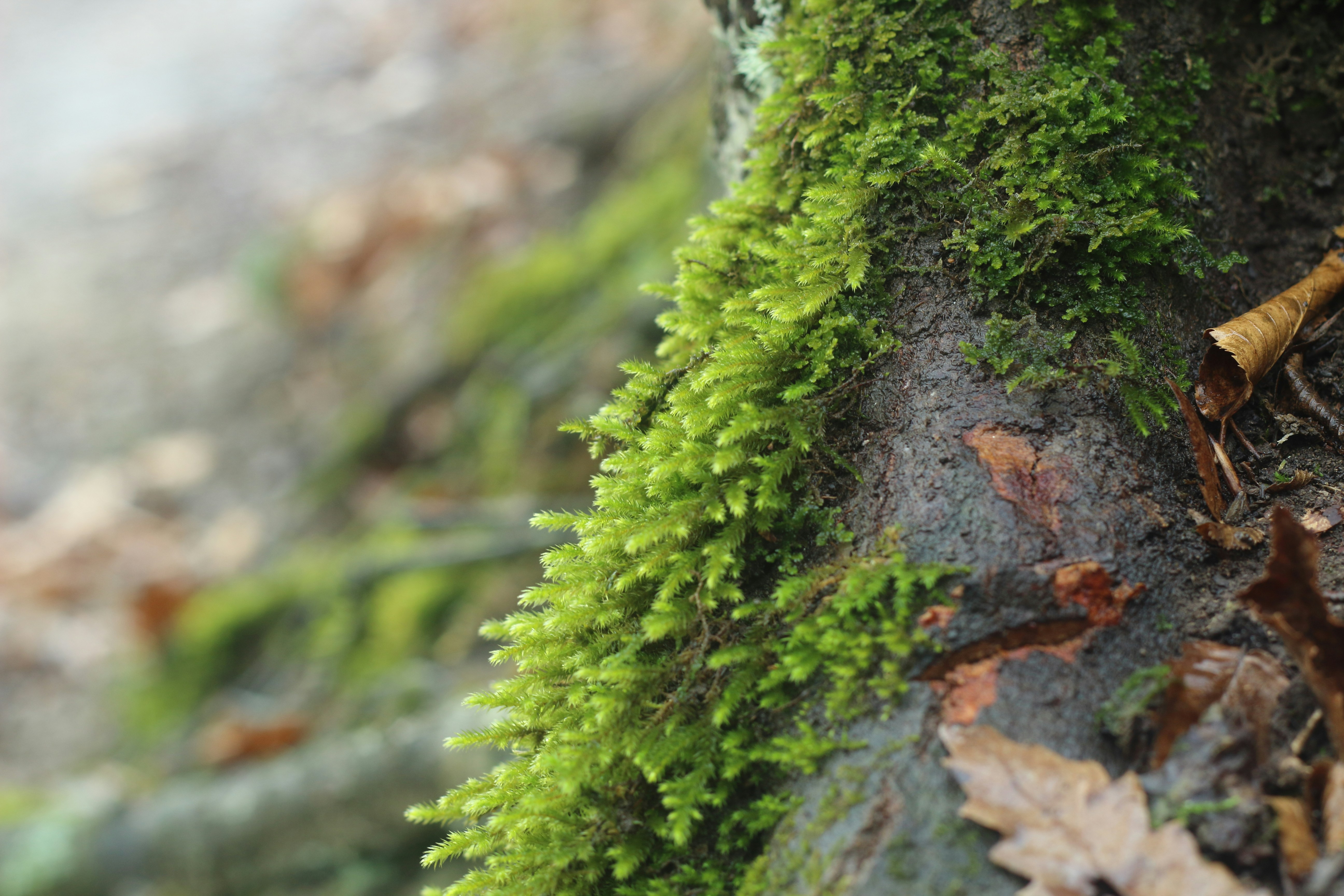 Photo by saleh_aka_jim