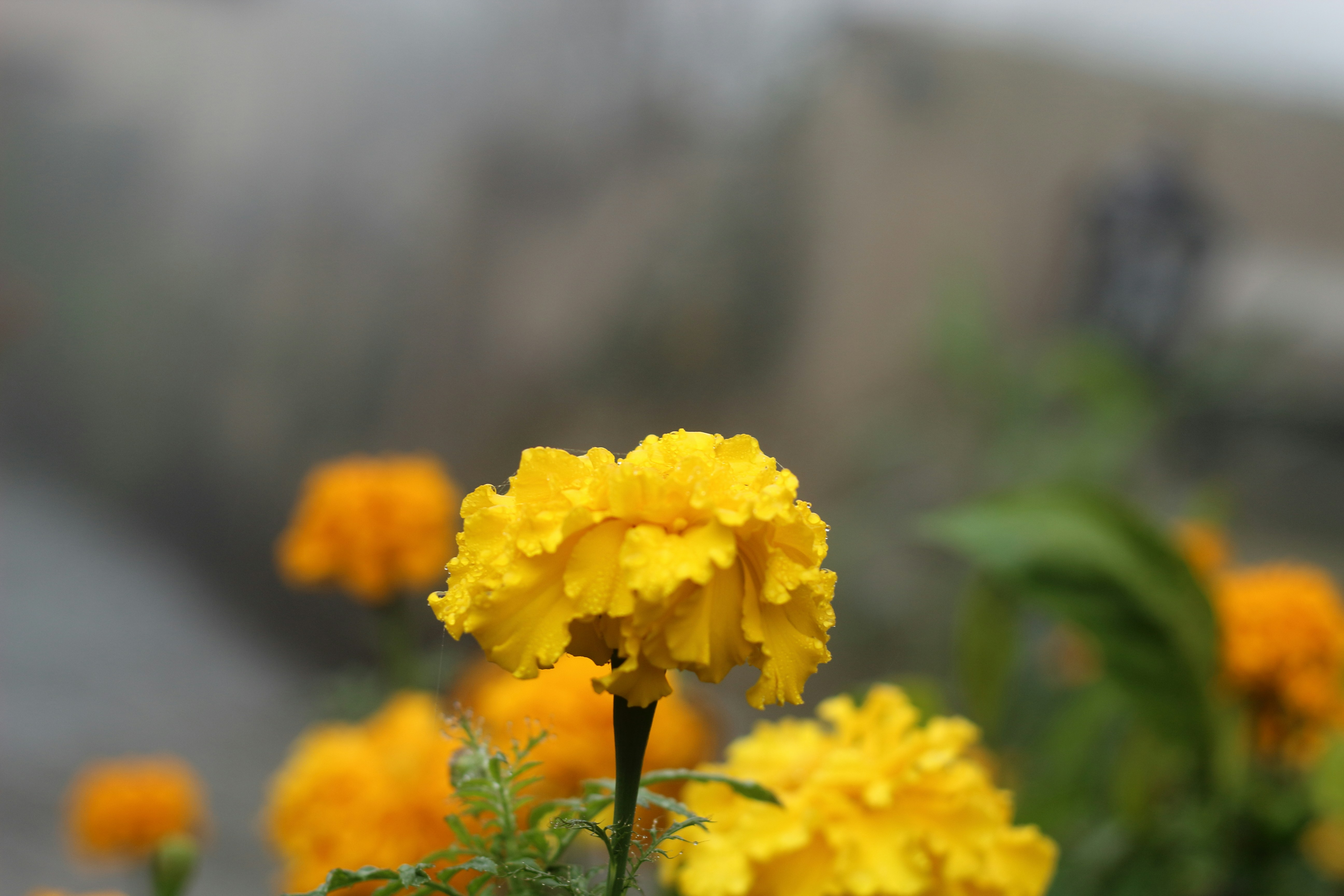 Photo by saleh_aka_jim