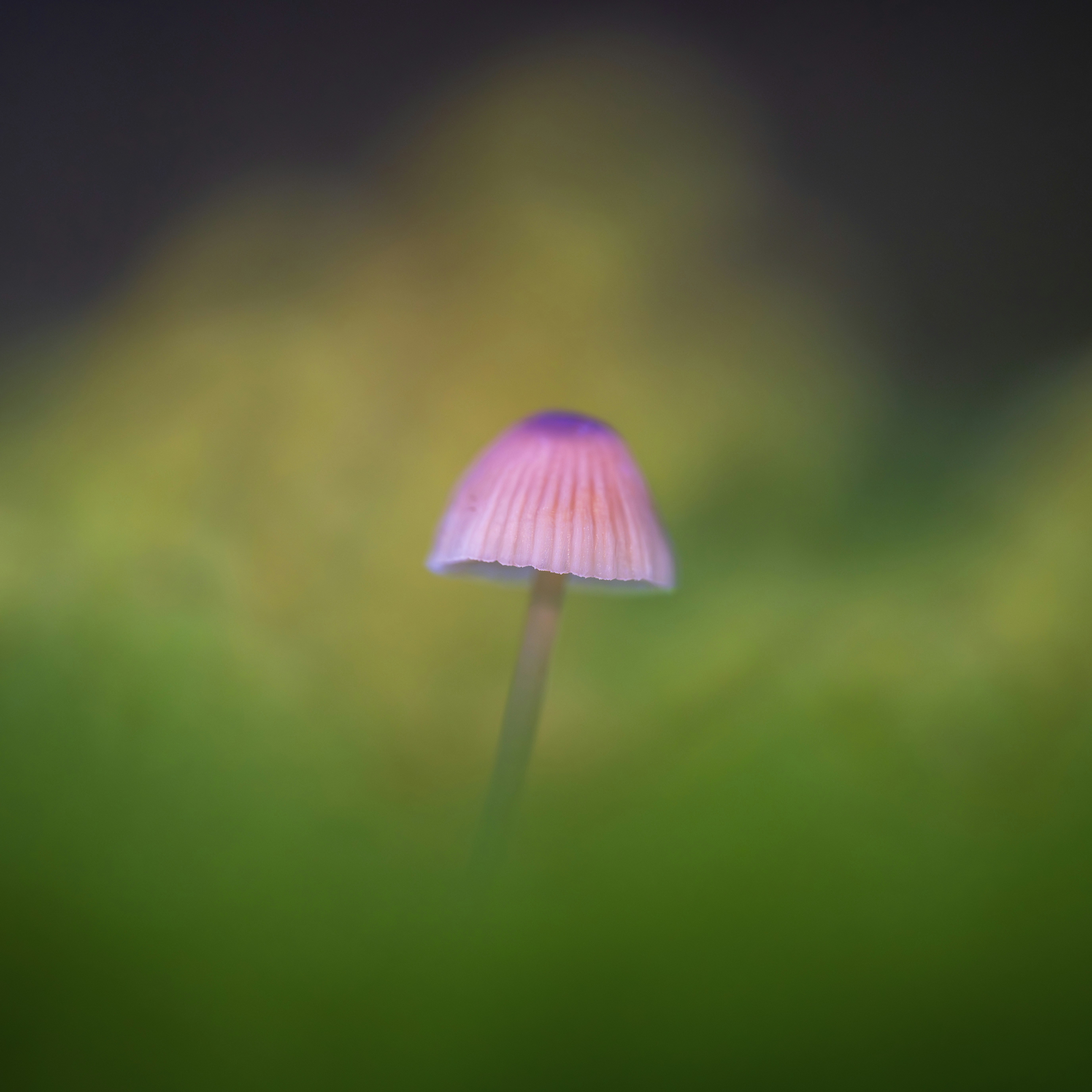 A blurry photo of a pink mushroom