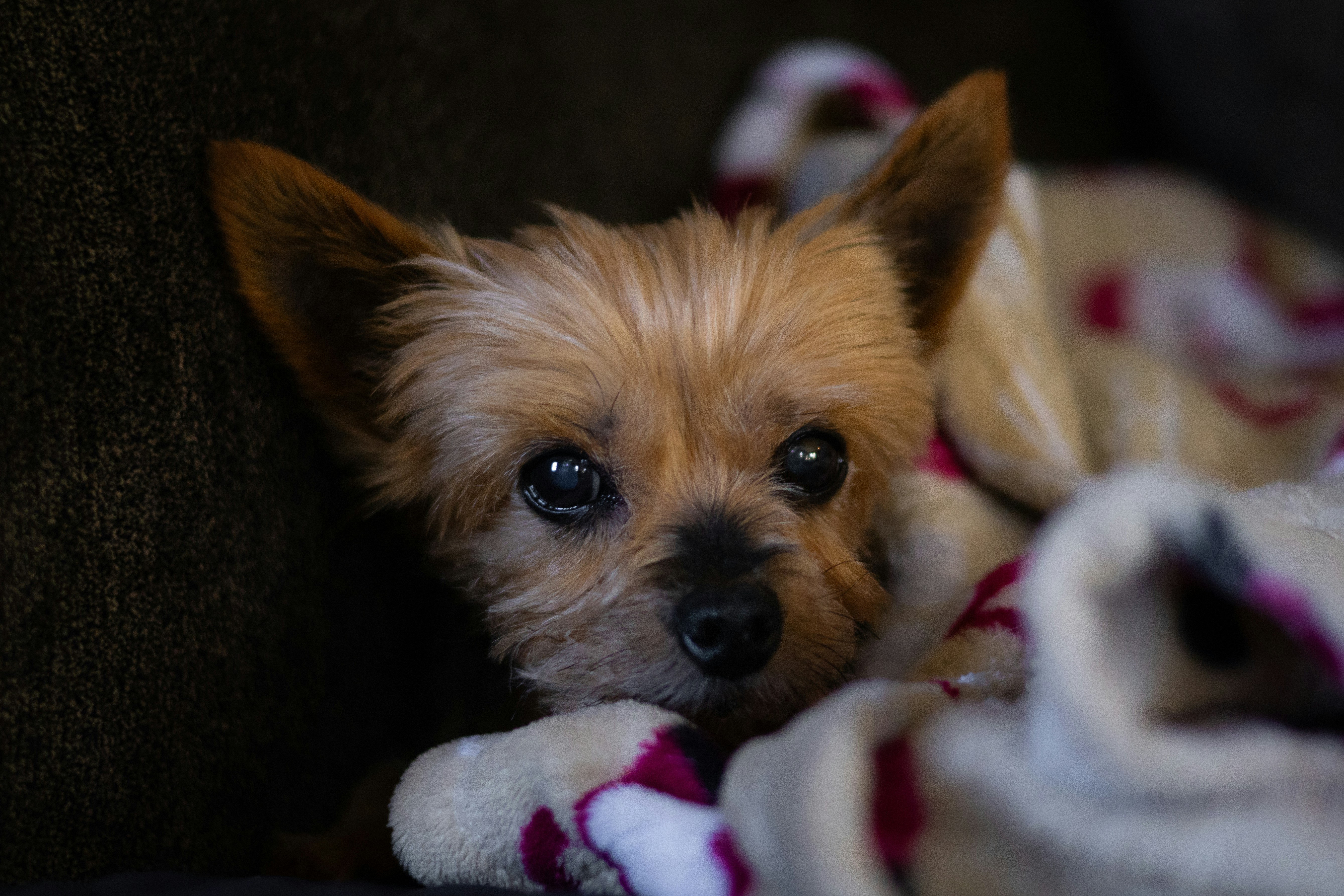 Photo by seraphimchaz