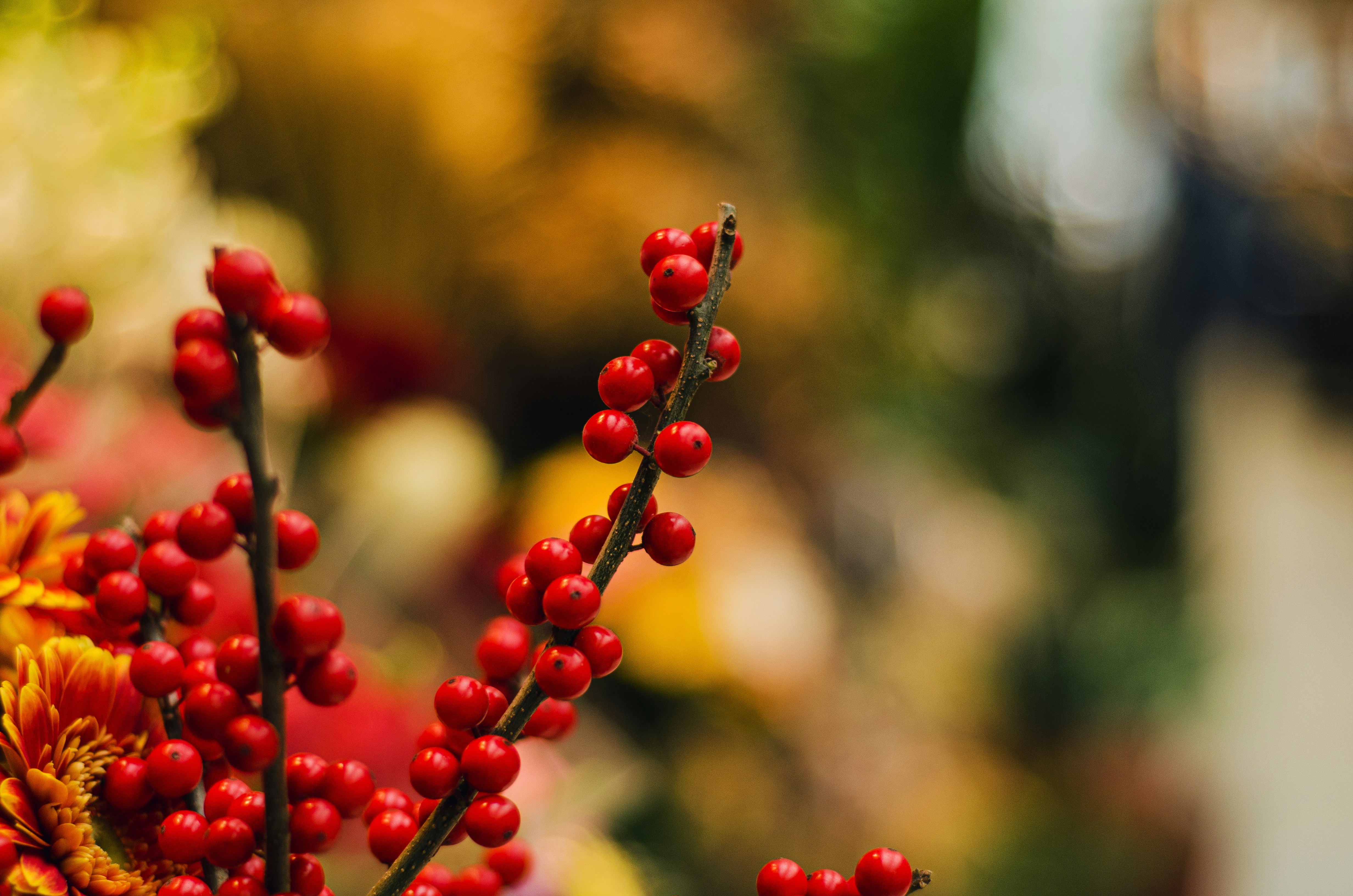 Photo by mrp_oliveira