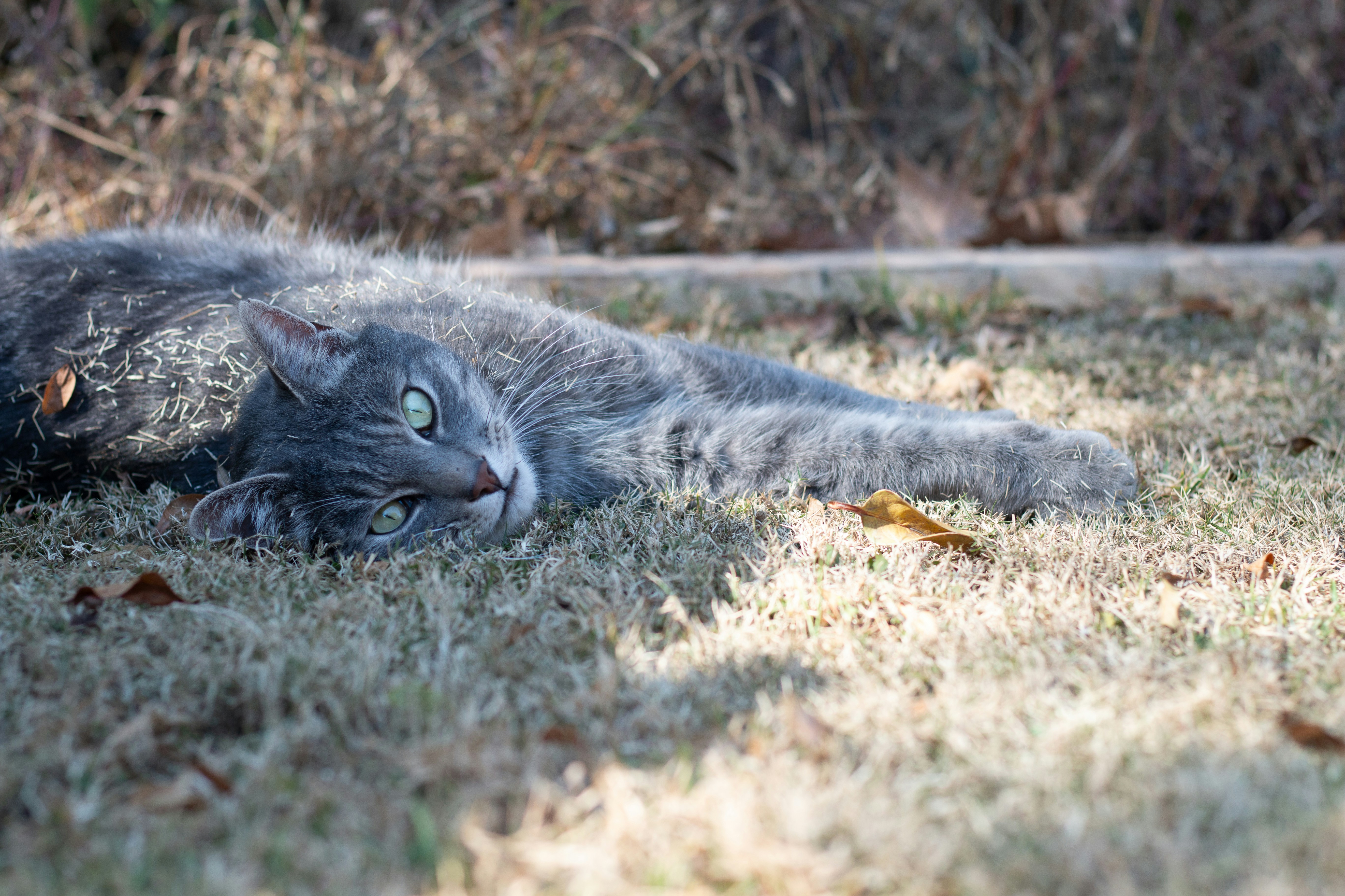 A gray cat laying on top of a grass covered field