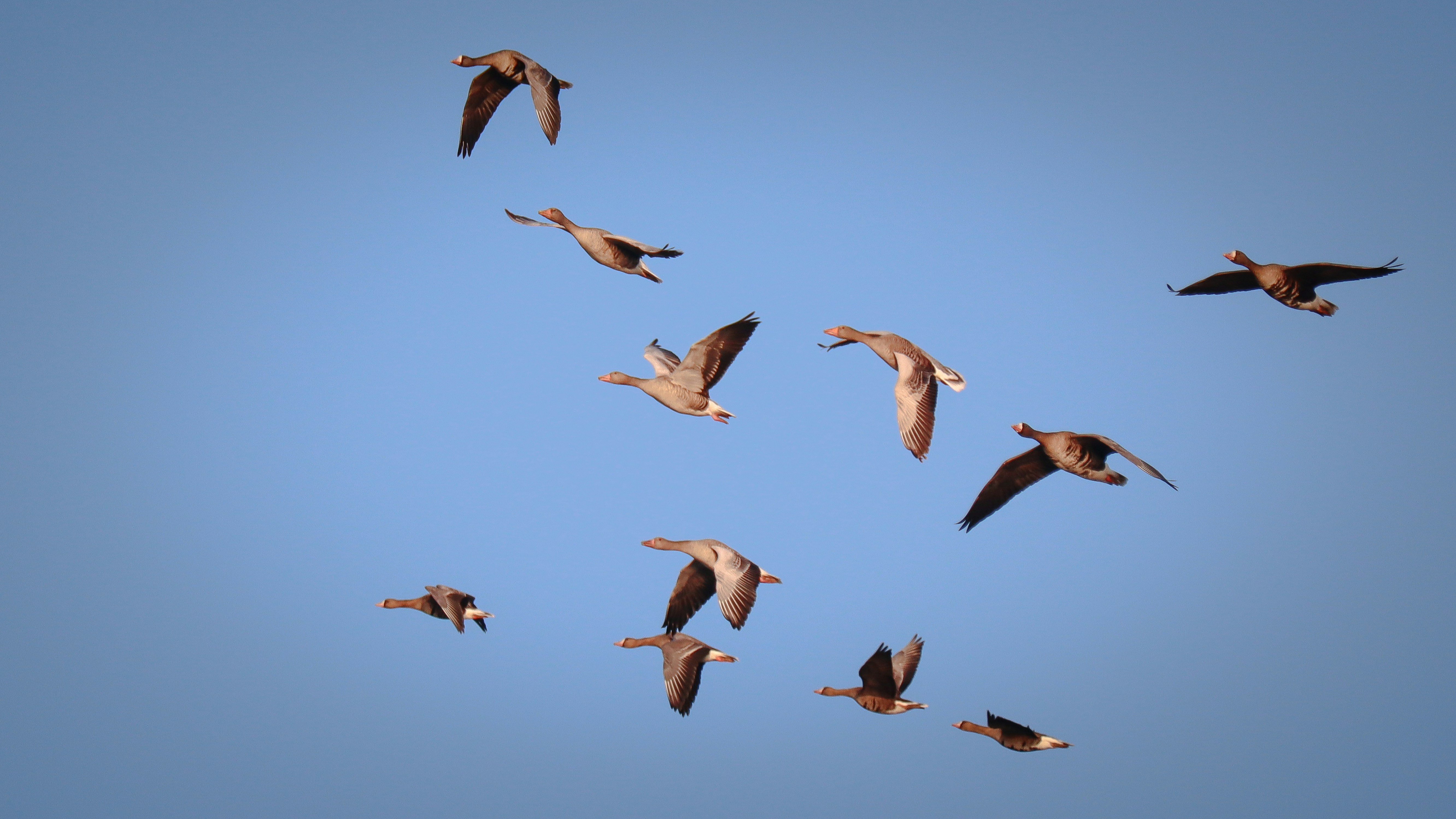 Impresión fotográfica del cielo otoñal: patos volando, arte mural natural -  Etsy México, image size:3000x1688