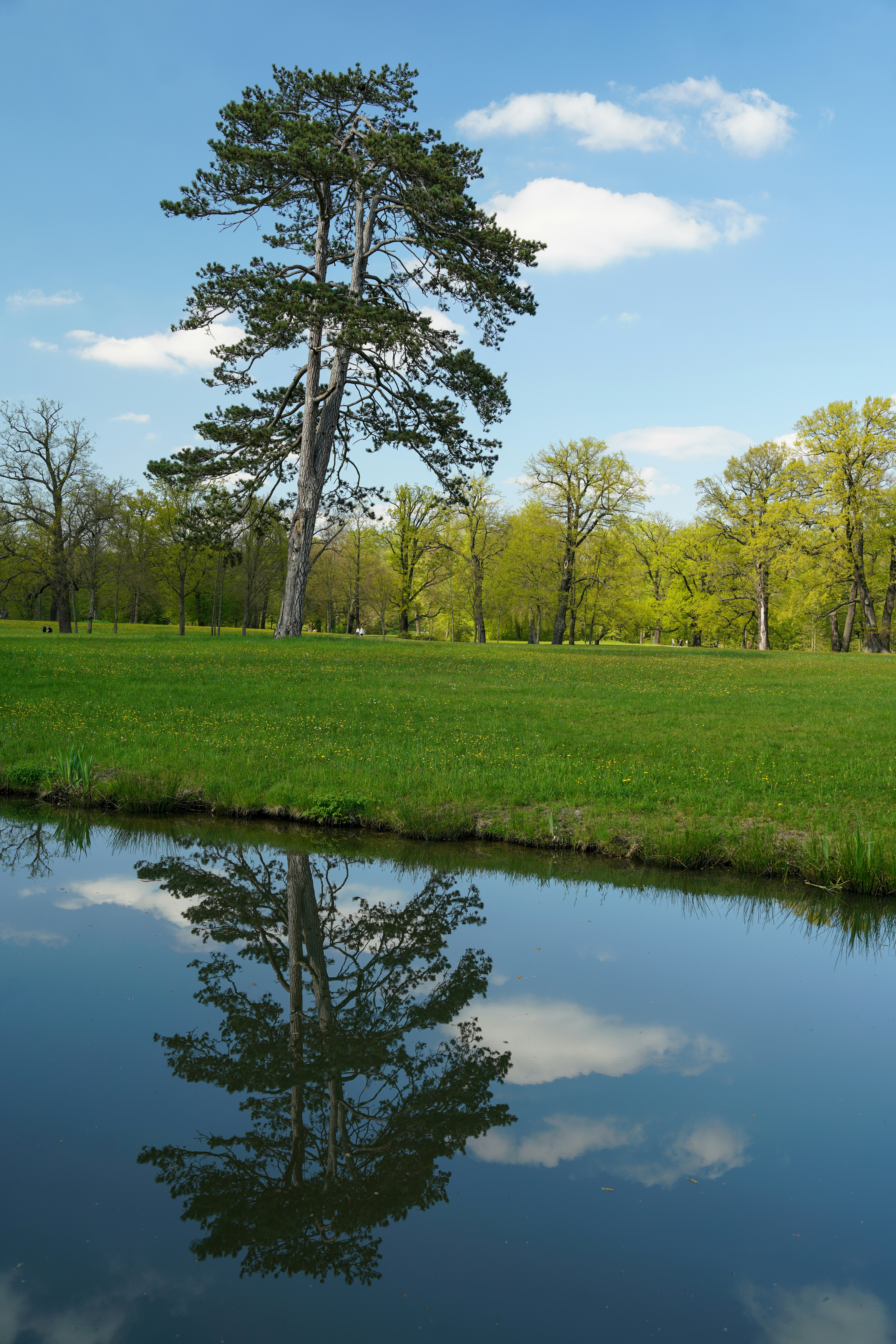 A tree is reflected in the water of a pond photo – Free Forest Image on ...