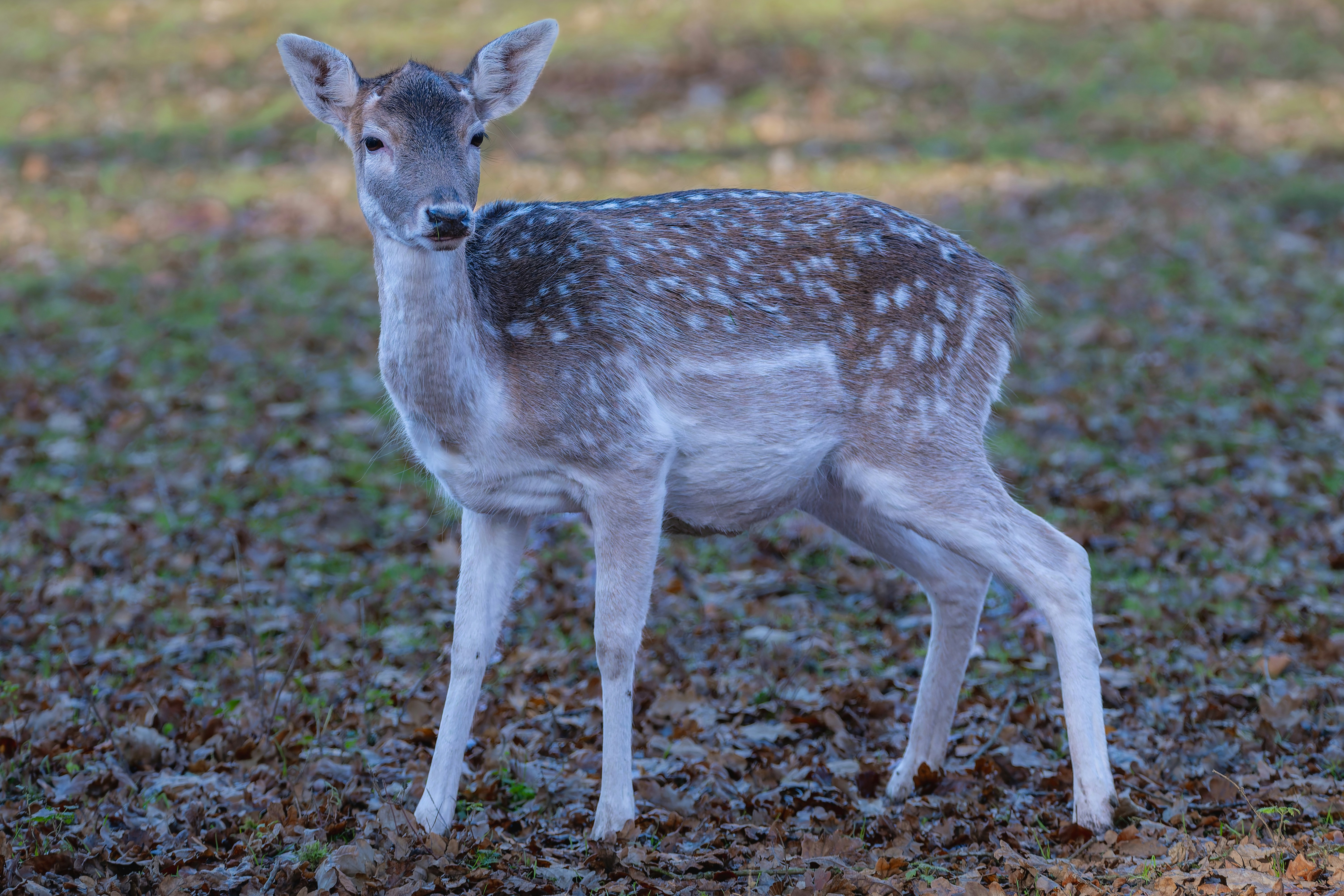 Photo by siegfriedpoepperl