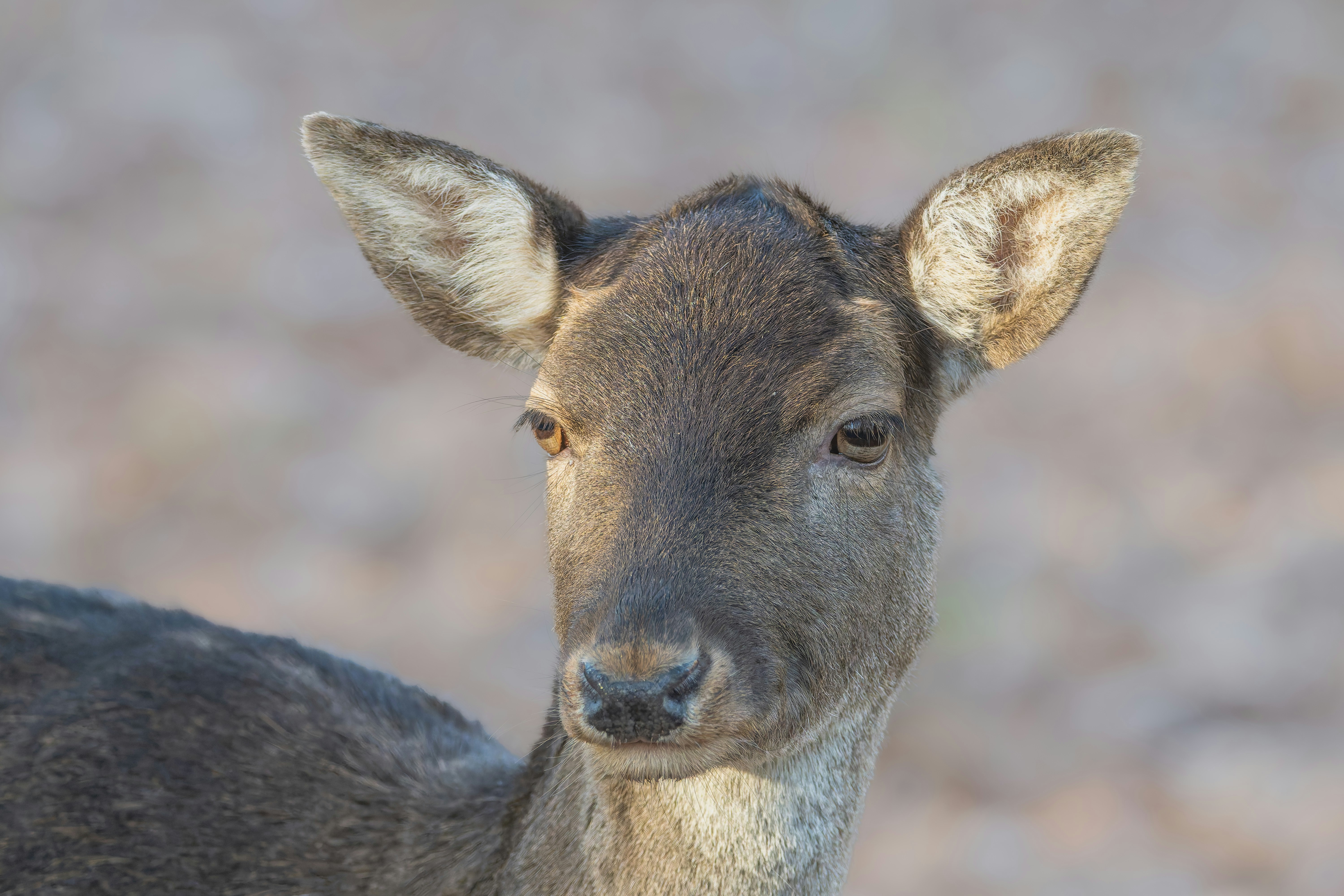 Photo by siegfriedpoepperl