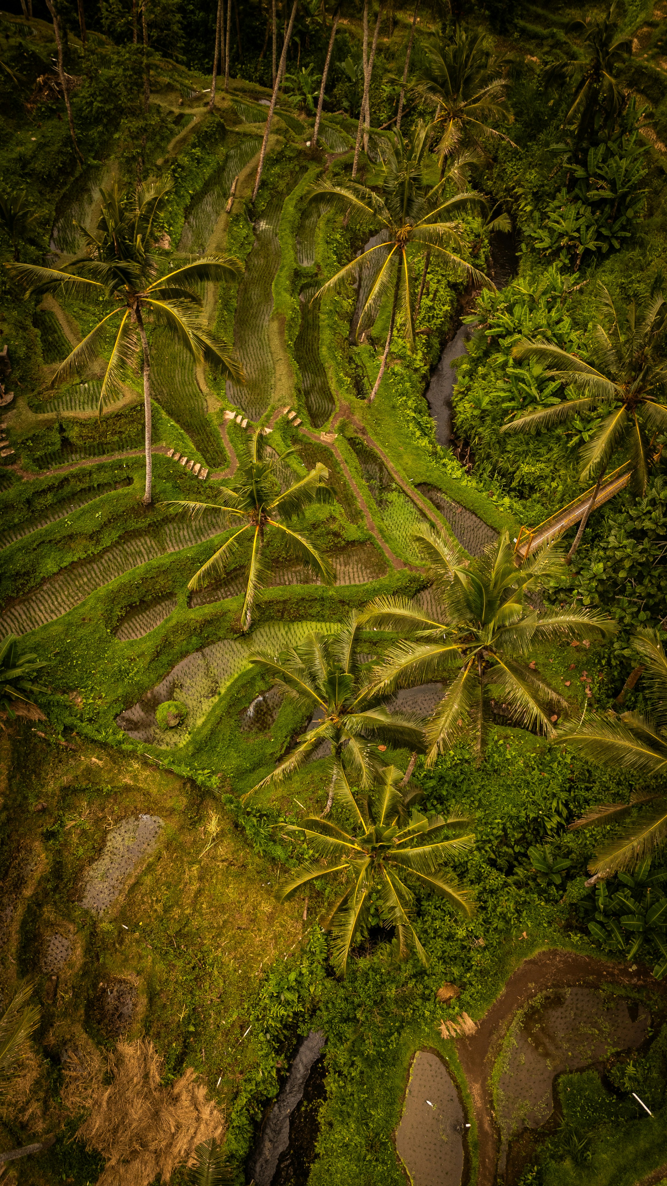 An aerial view of a lush green forest