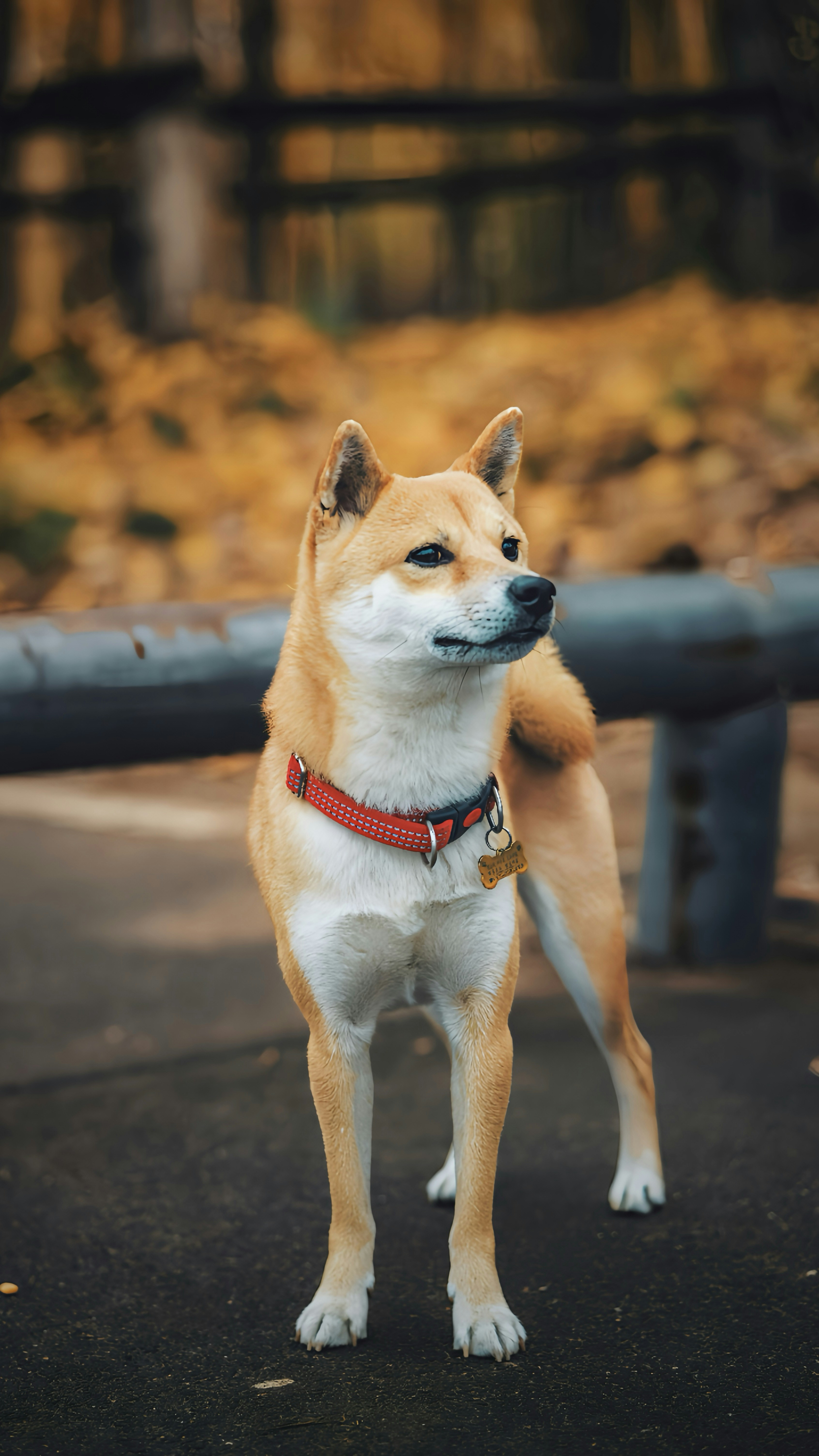 Photo by wangbinghua