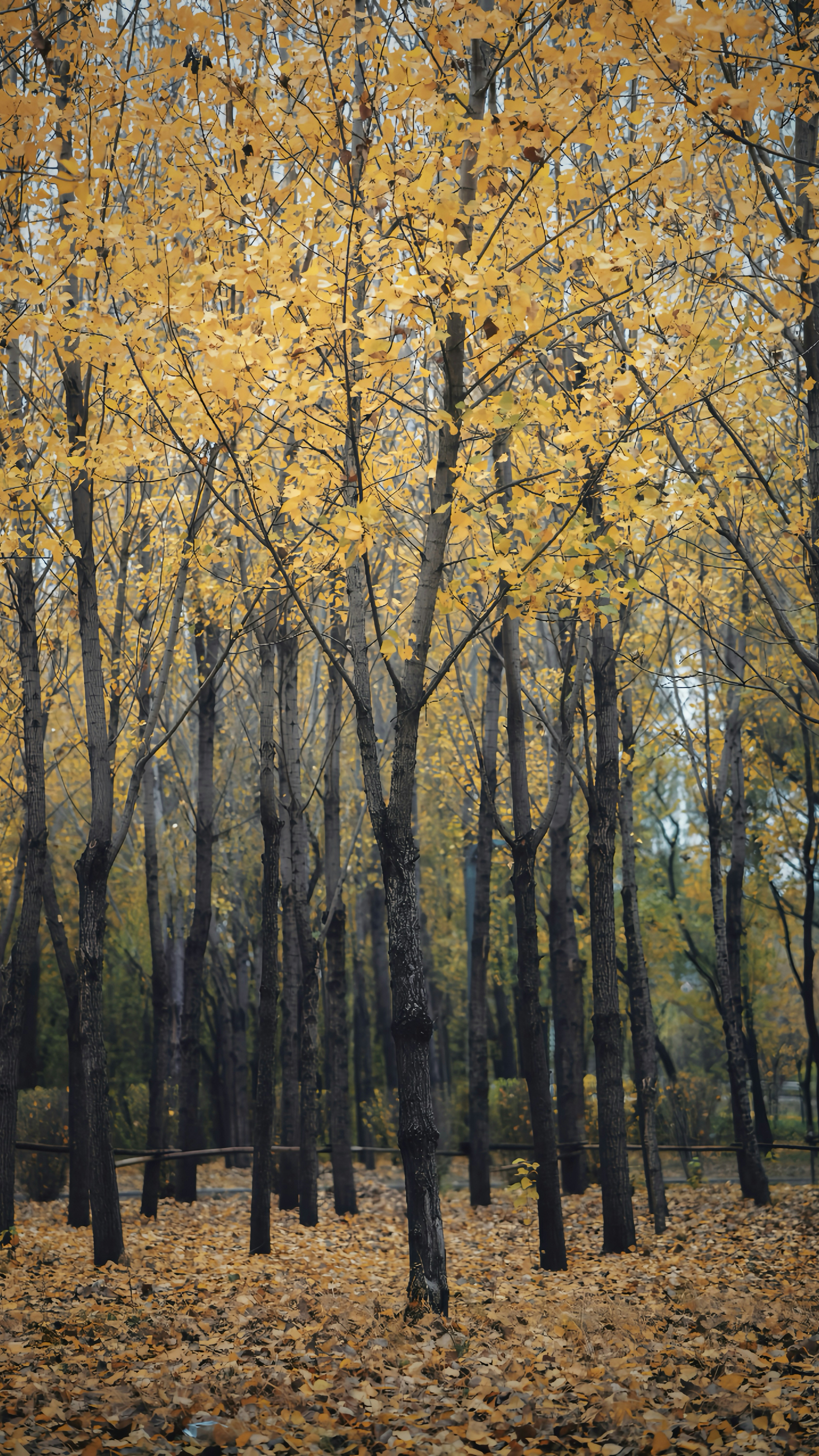 Photo by wangbinghua