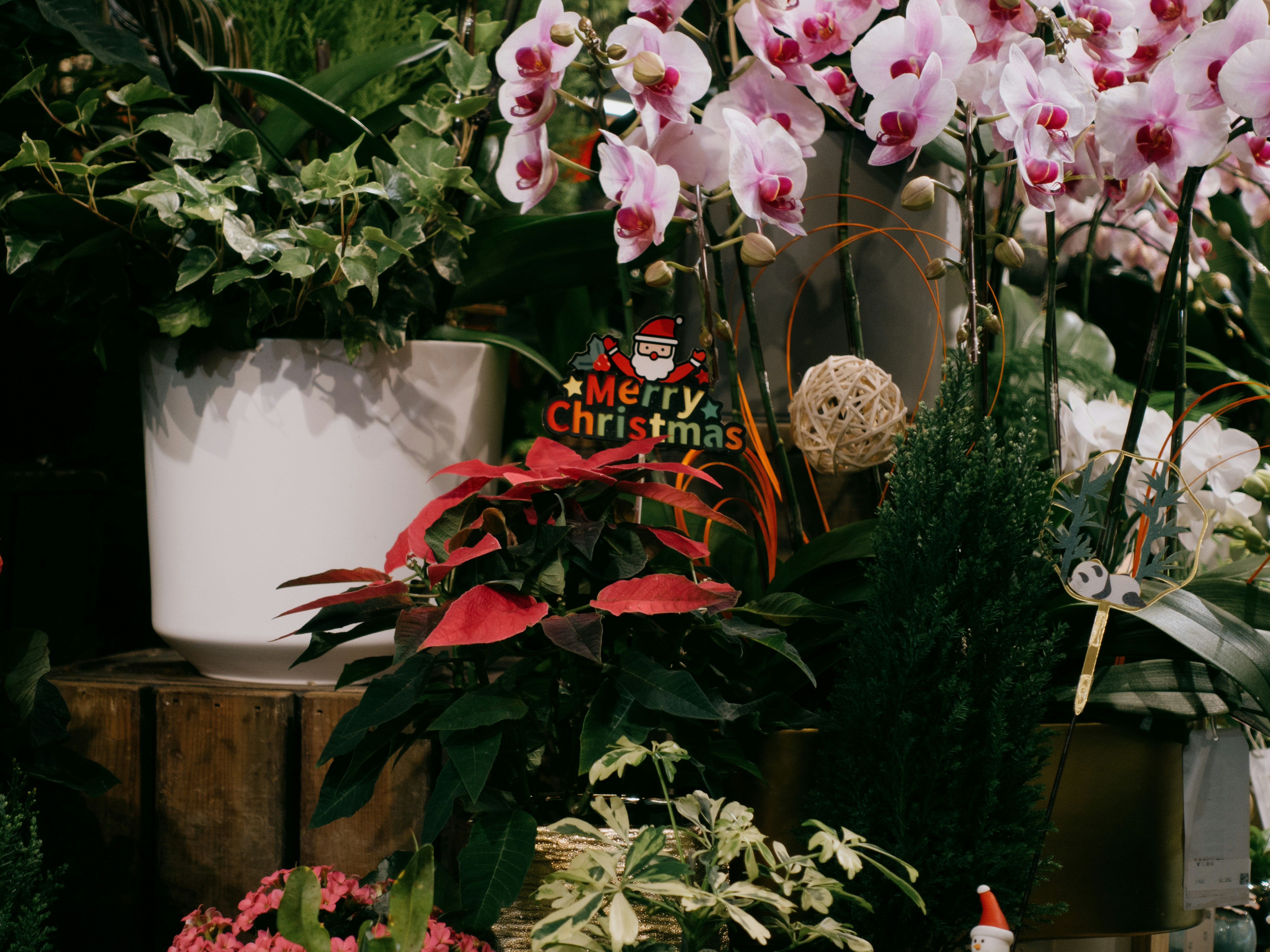 Photo by catgirlmutant