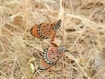 A couple of butterflies sitting on top of a dry grass field