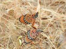 A couple of butterflies sitting on top of a dry grass field