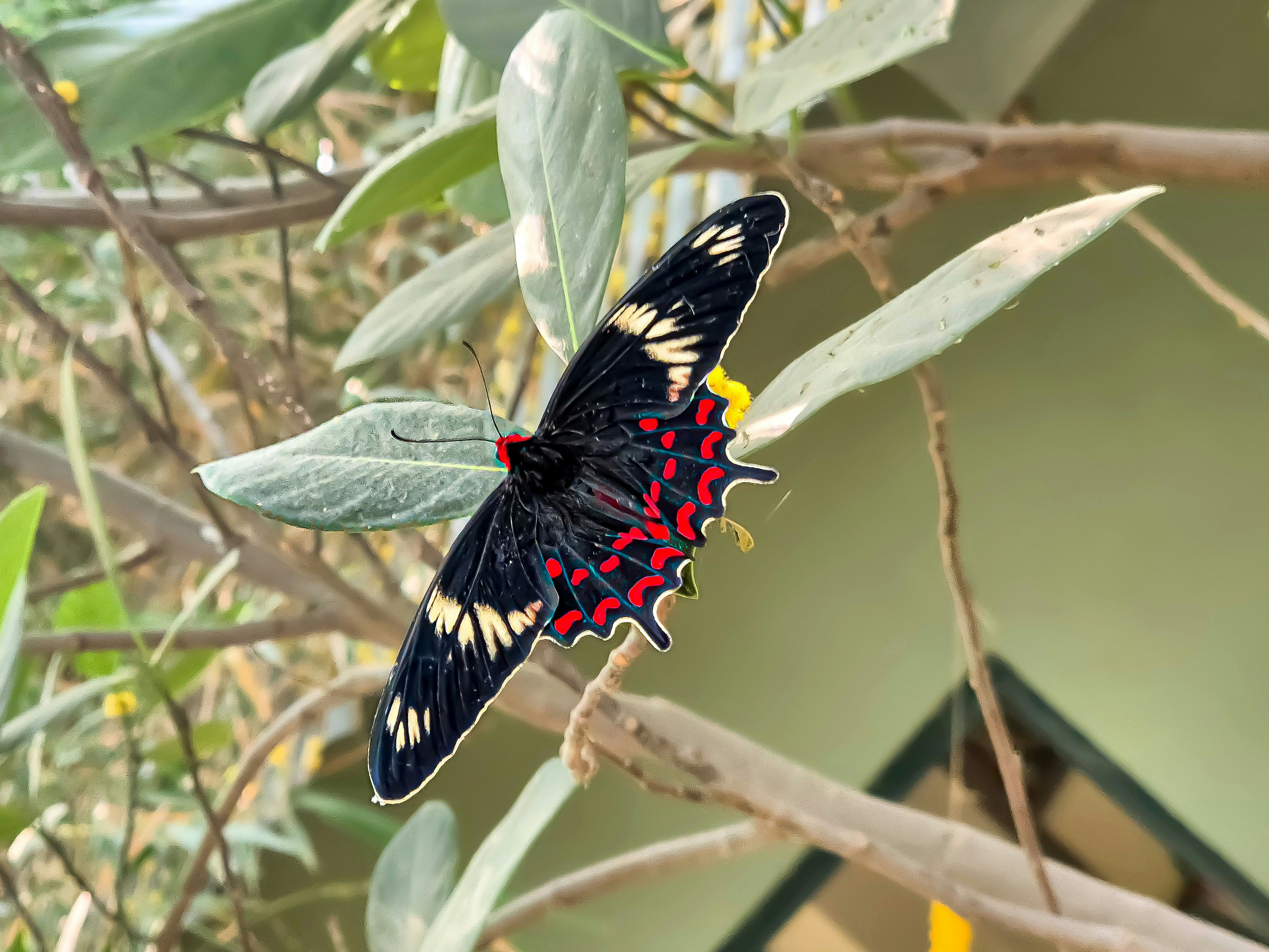 Butterfly style abaya