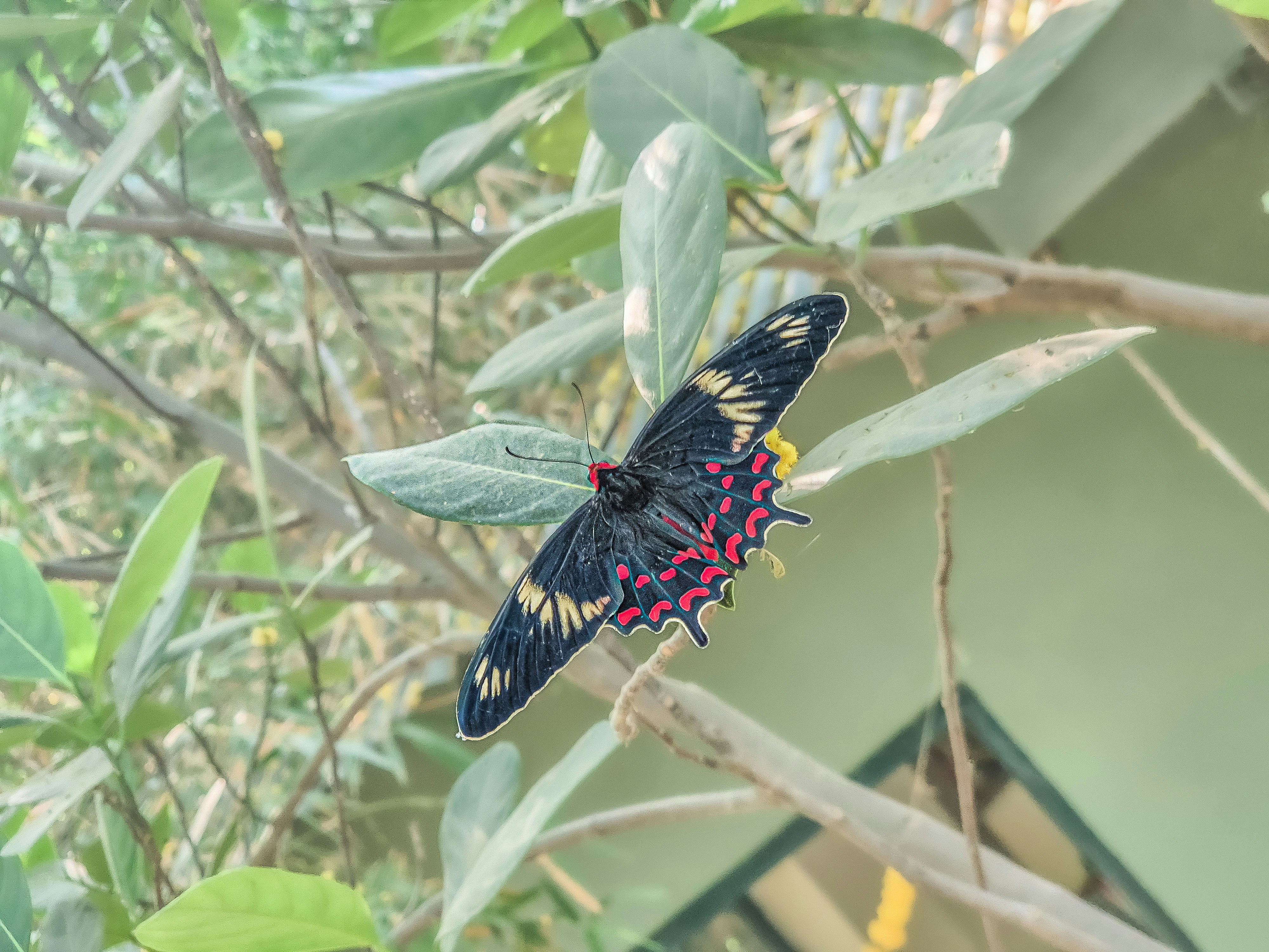 A butterfly sitting on top of a leaf covered tree