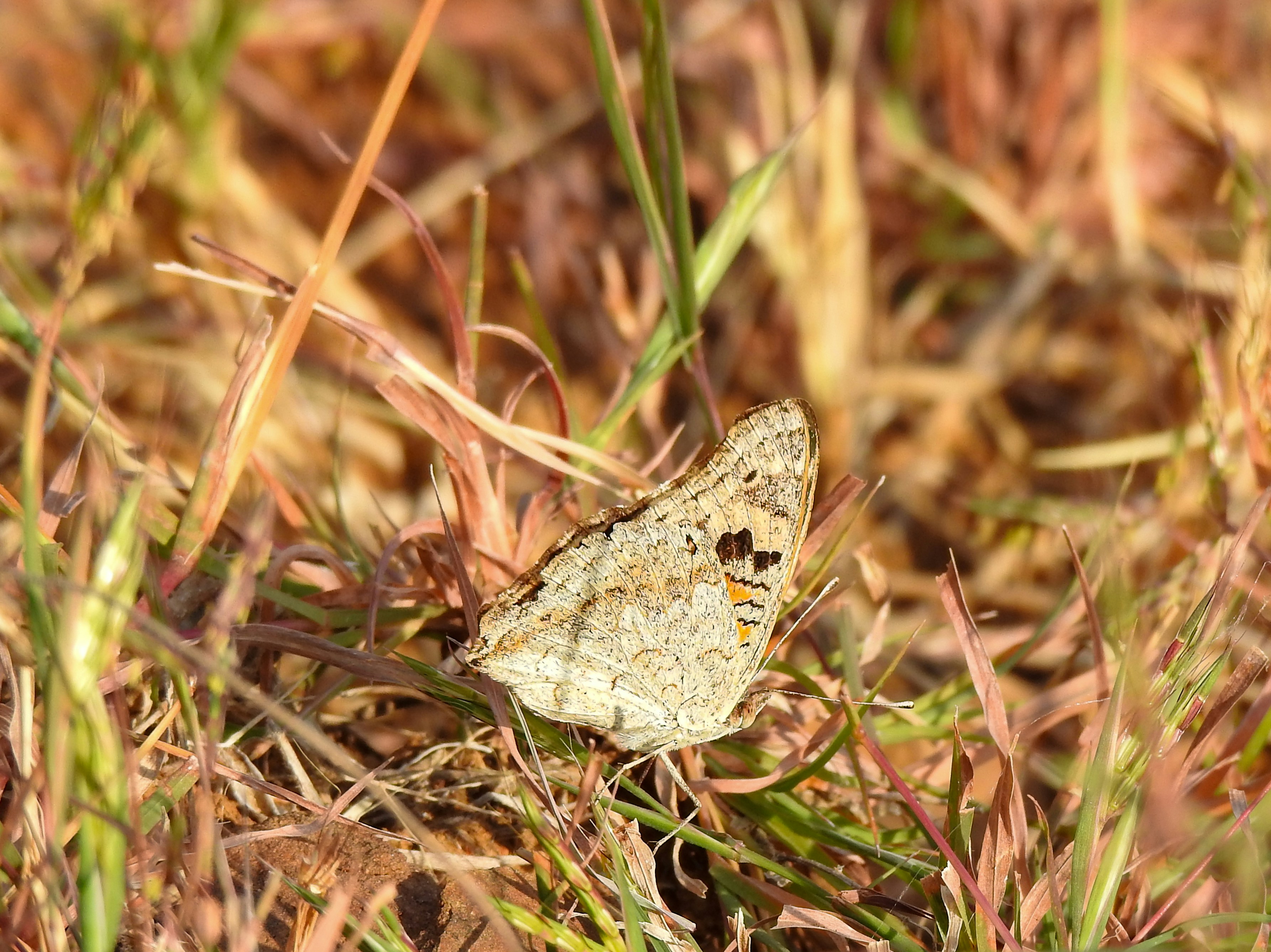 Un petit papillon blanc assis au sommet d’un champ couvert d’herbe