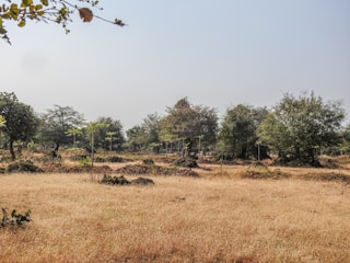 A grassy field with trees in the distance