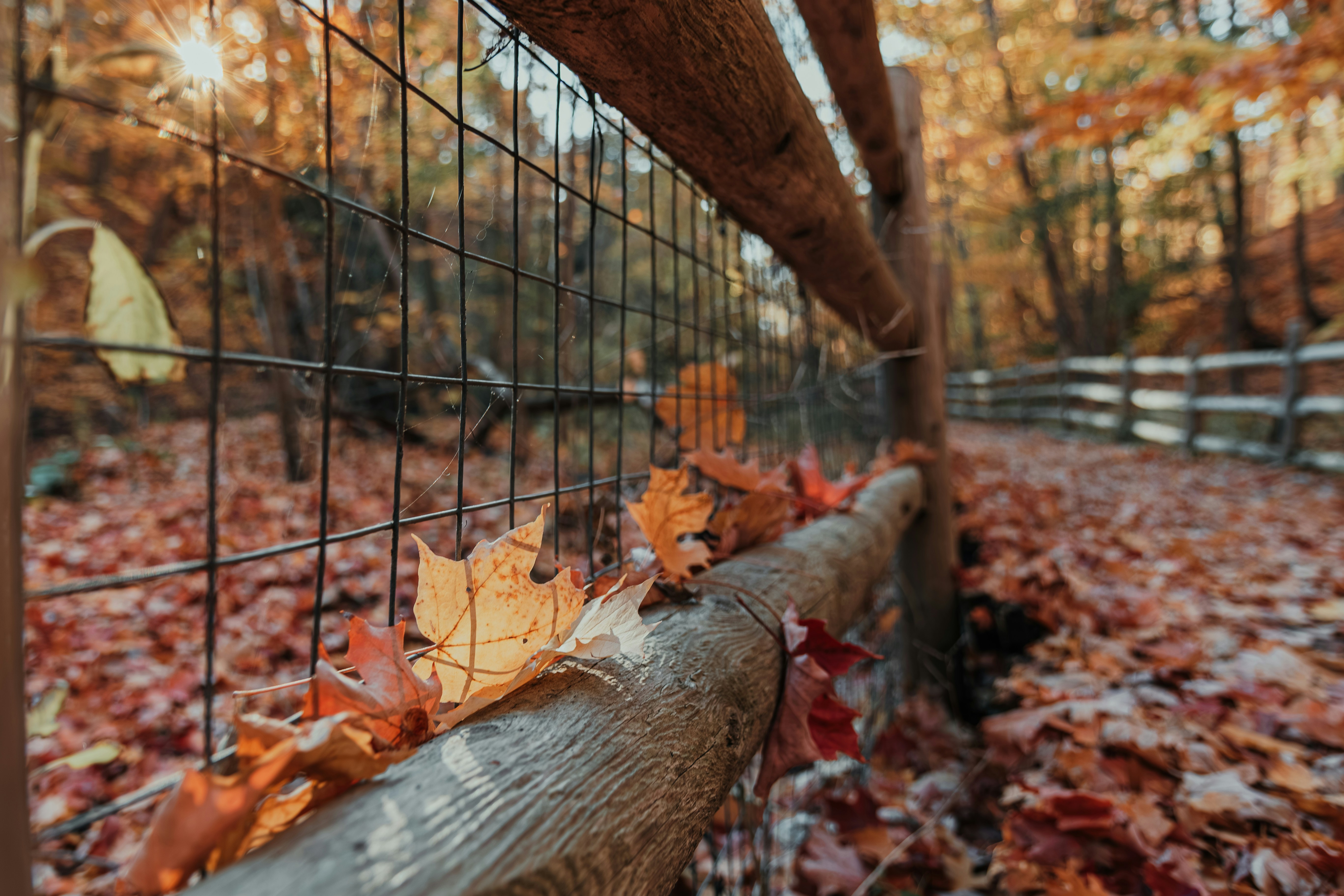 A wooden fence surrounded by leaves and trees