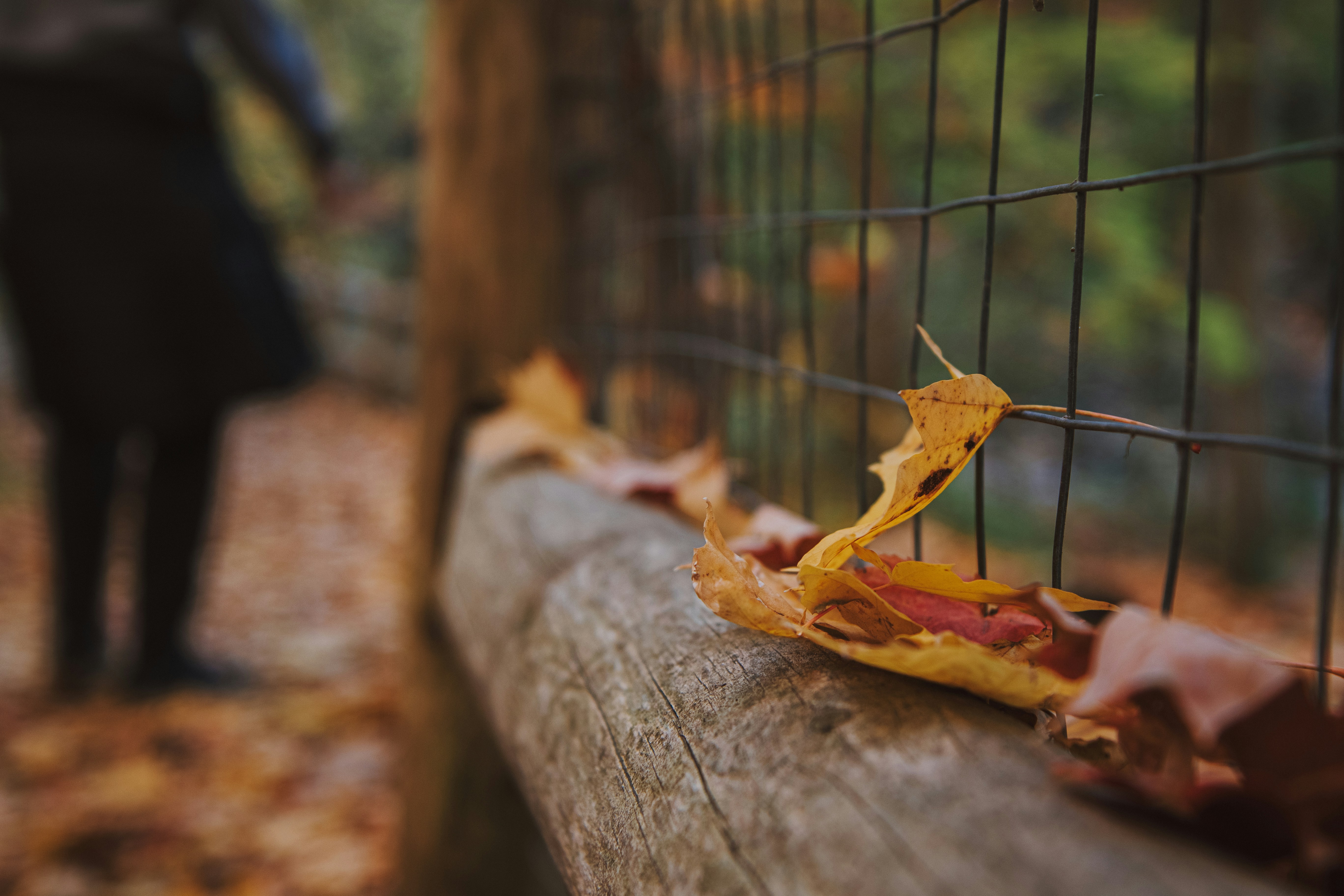 A person walking on a path next to a fence