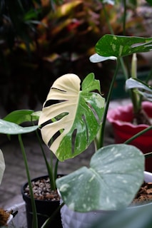 A group of plants that are sitting on a table