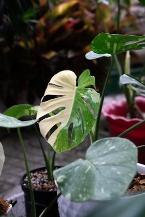 A group of plants that are sitting on a table