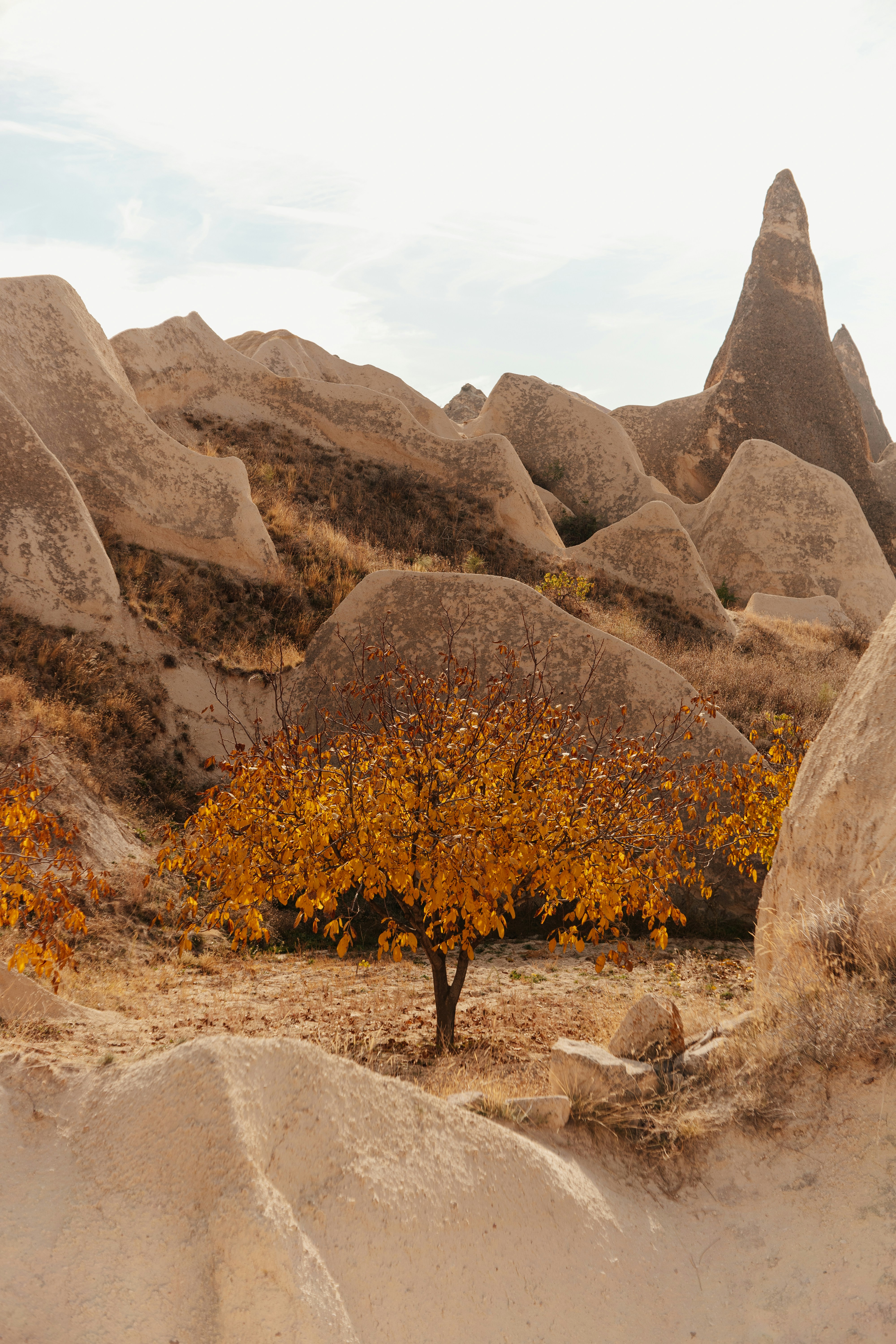 Photo by igorharrier