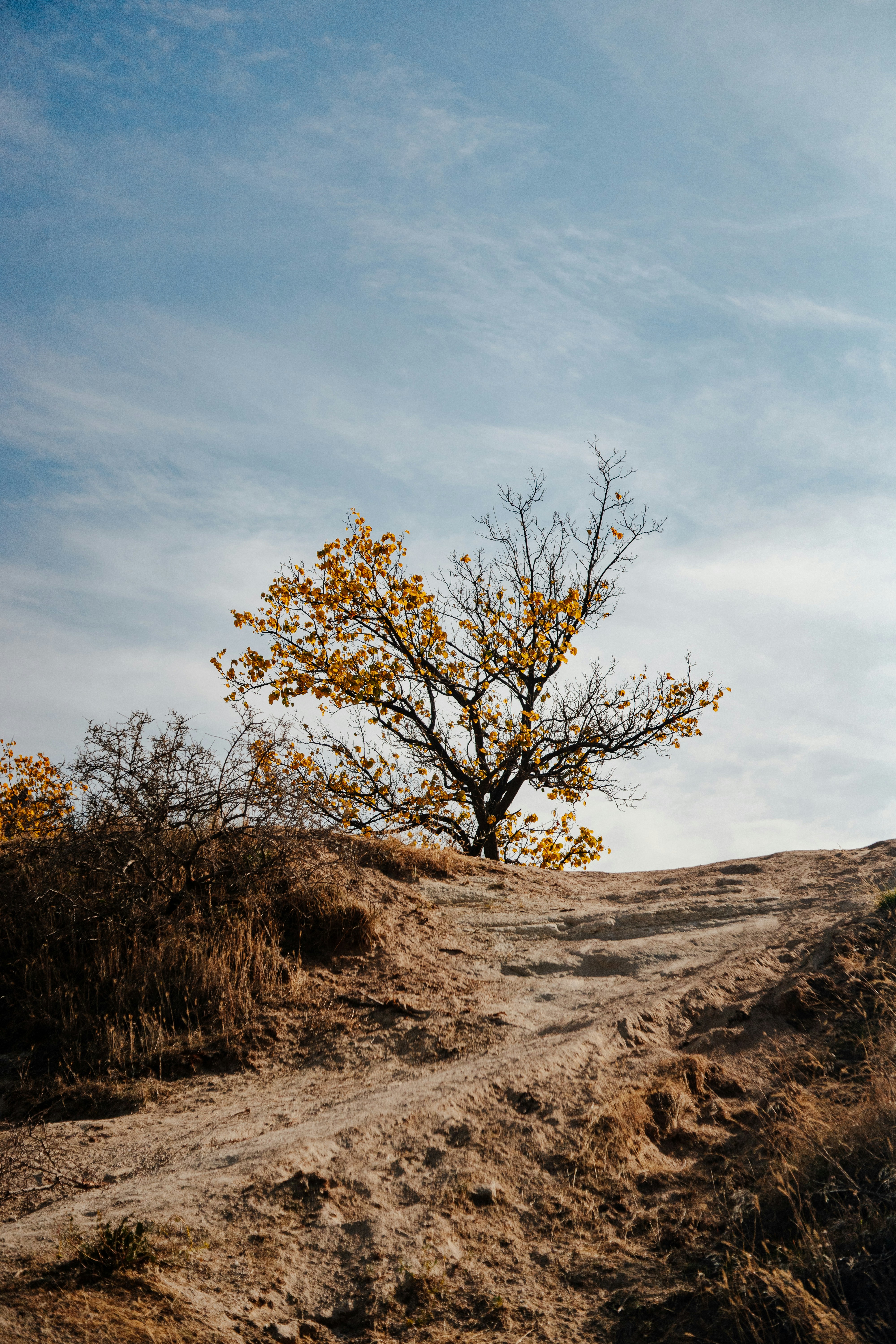 Photo by igorharrier