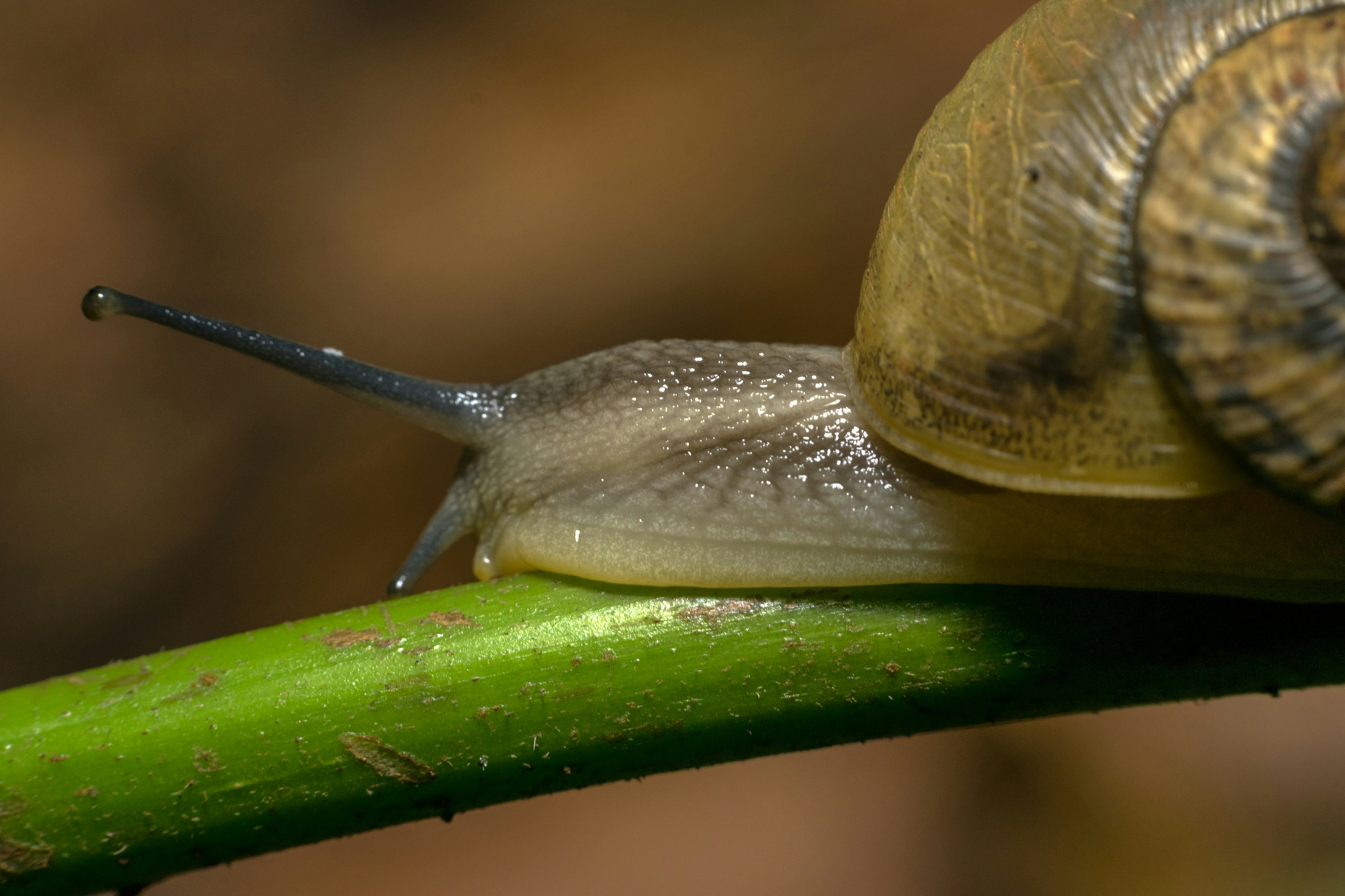 A close up of a snail on a green stem