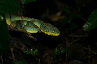 A green and yellow snake sitting on top of a leaf covered ground