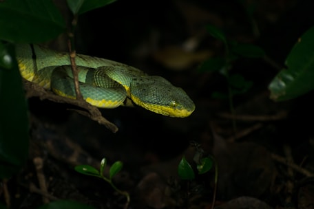 A green and yellow snake sitting on top of a leaf covered ground
