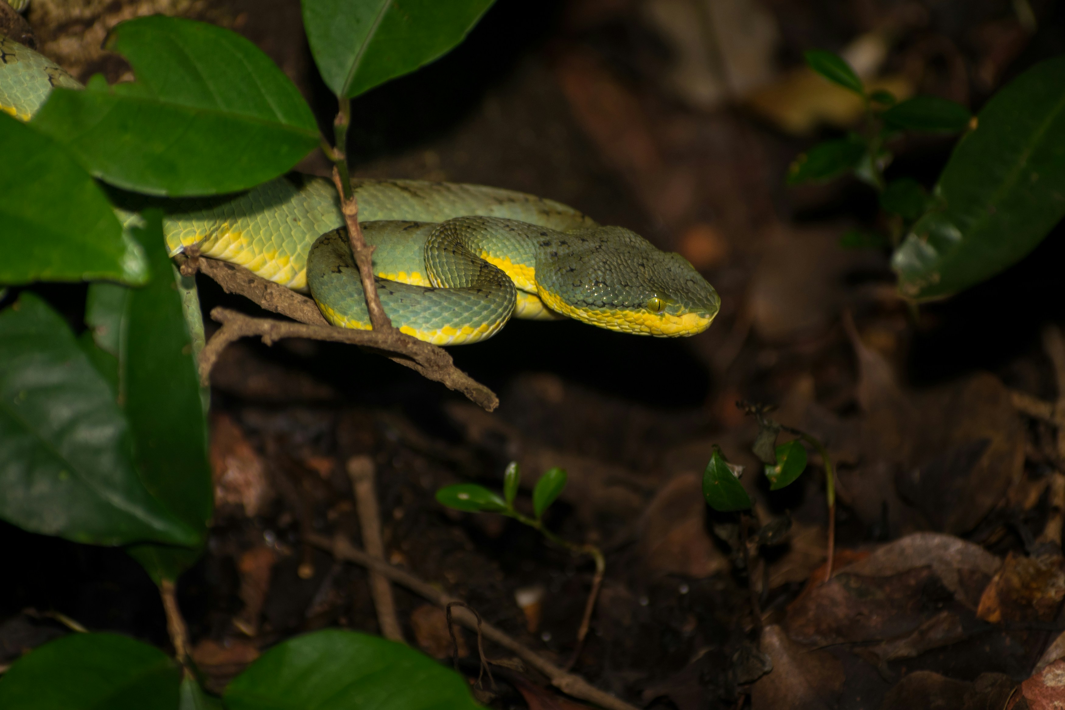 A green and yellow snake is on the ground