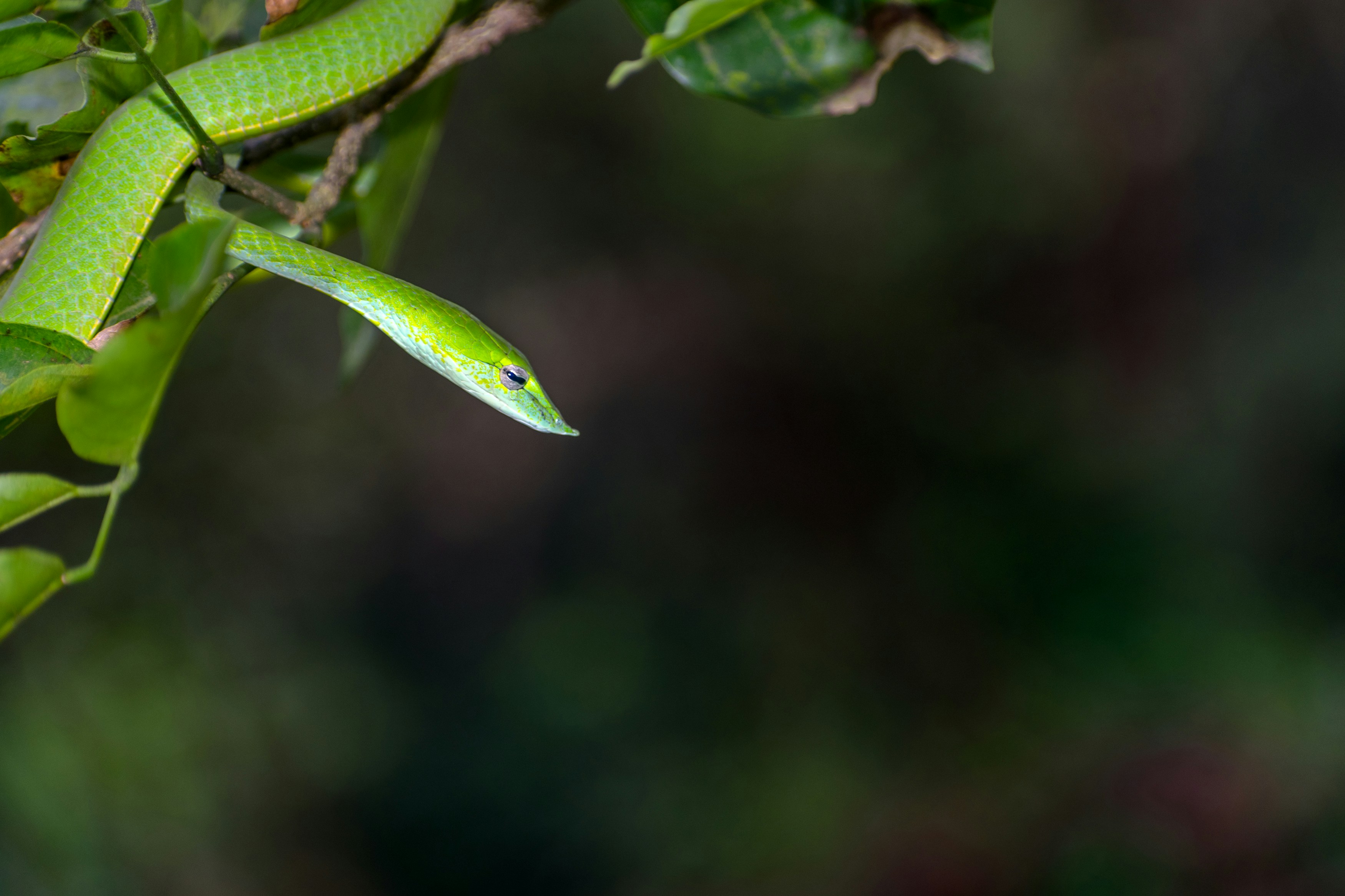 Photo by sonika_agarwal