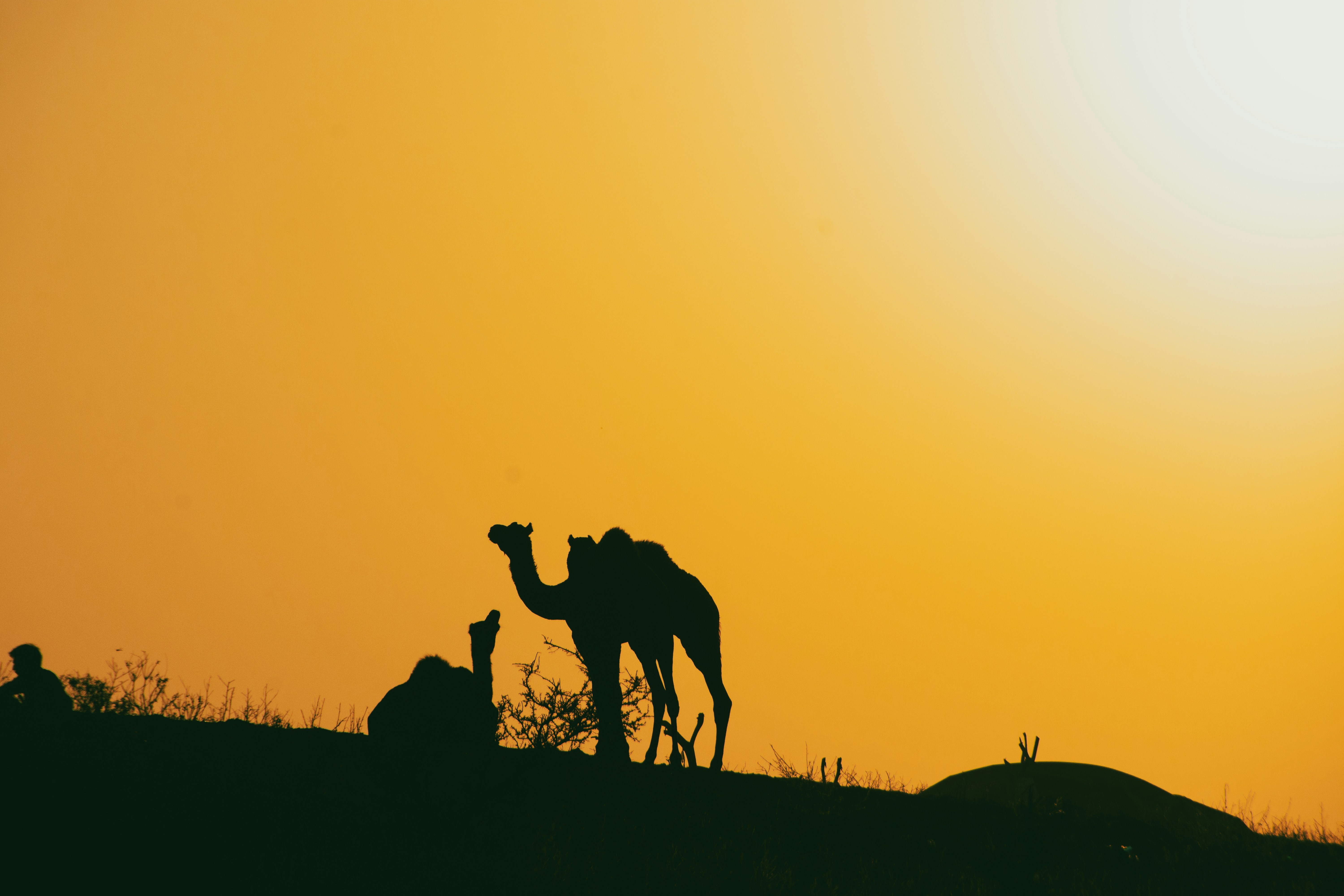 Photo by prashant_bamnawat_