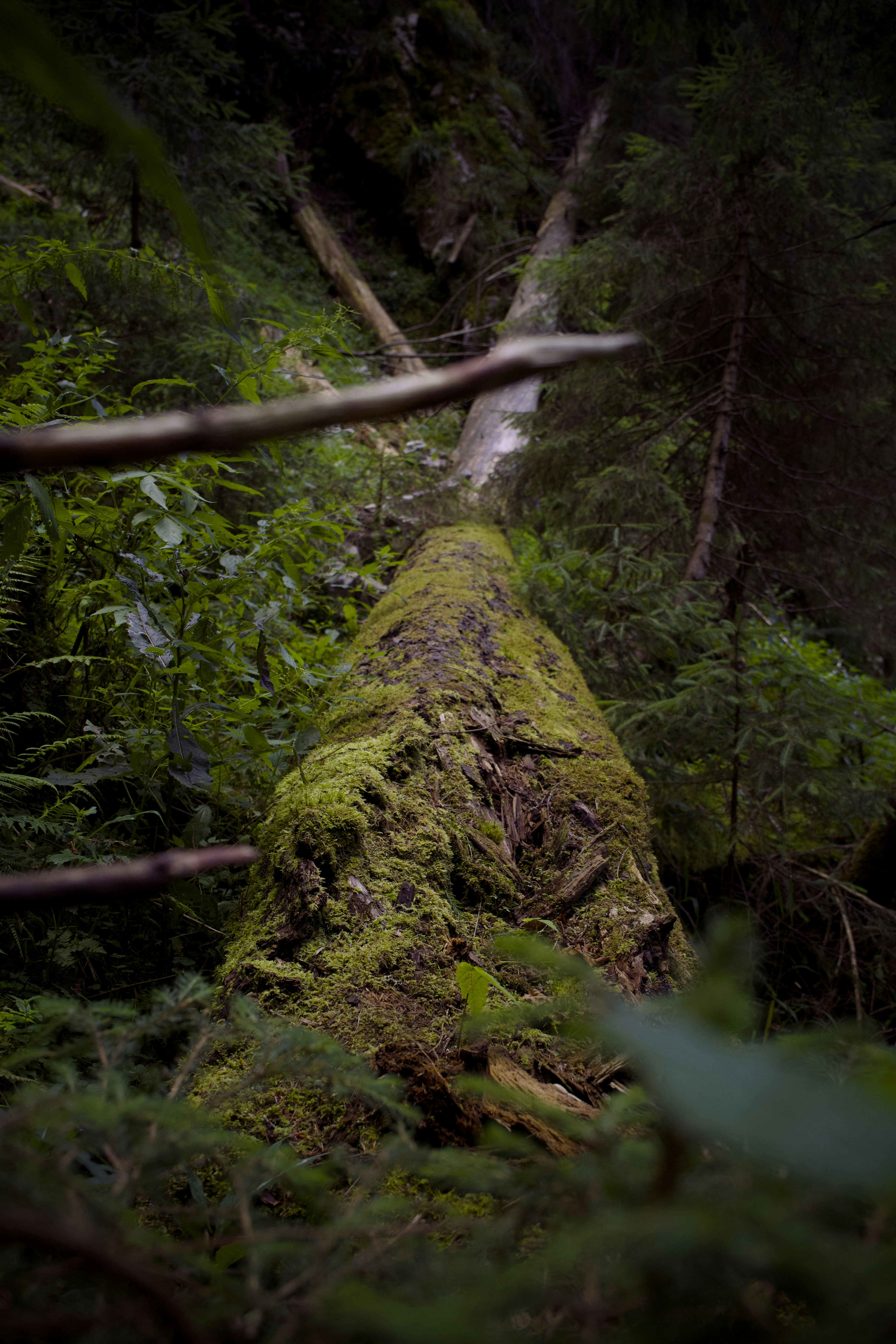 A fallen tree in the middle of a forest