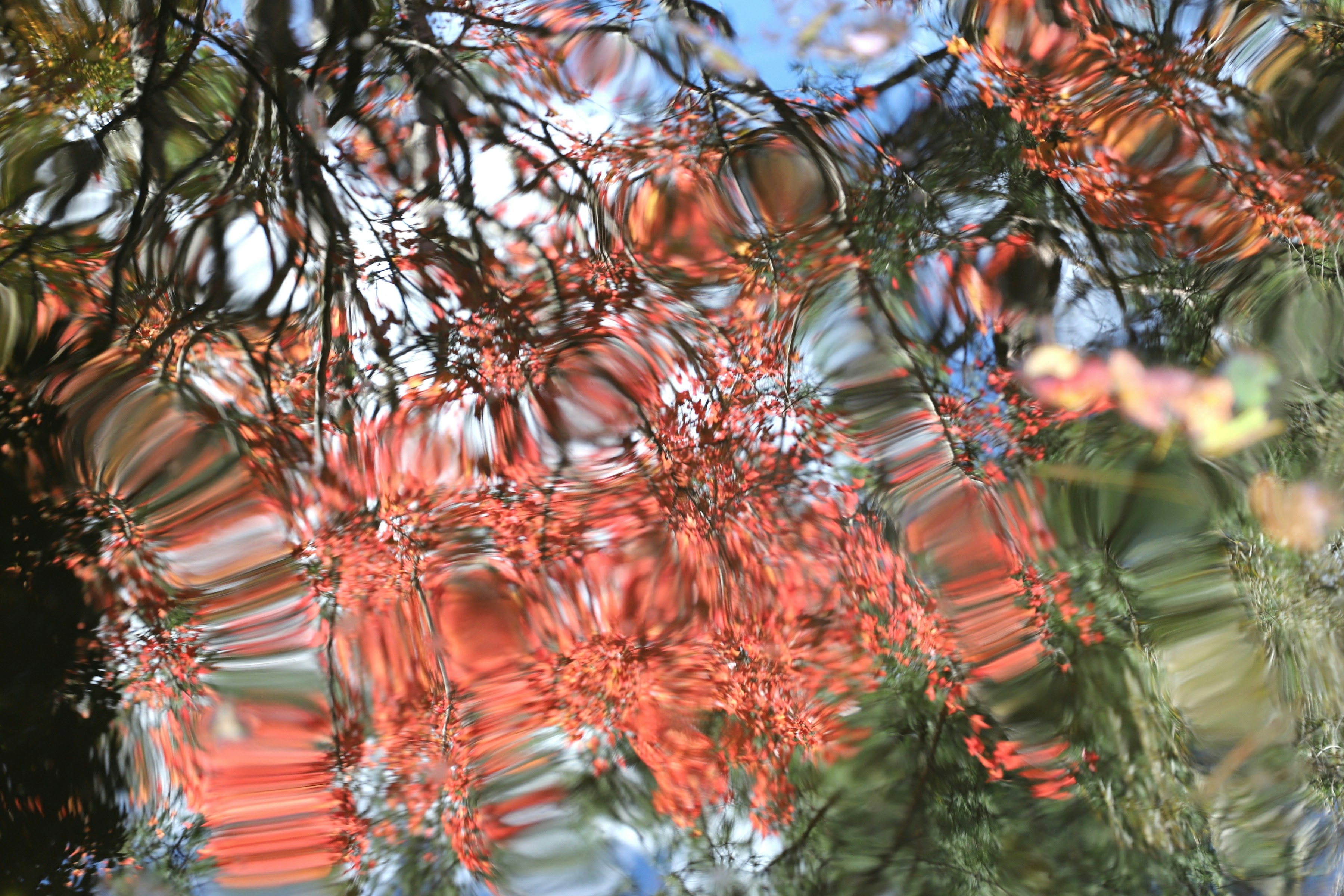 A reflection of a tree in a puddle of water